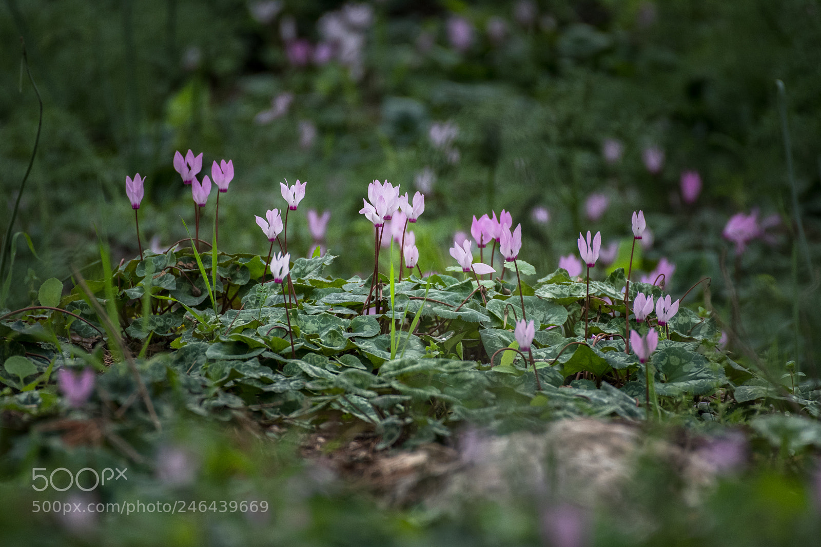 Nikon D500 sample photo. Cyclamen hill (2) photography