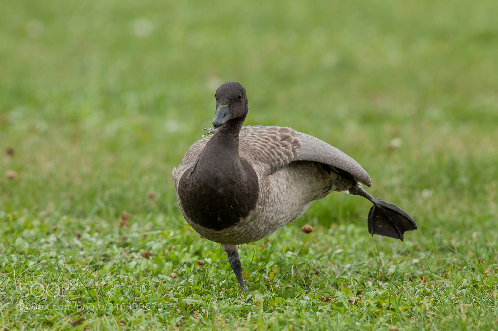 Canon EOS 50D sample photo. The brant dance photography