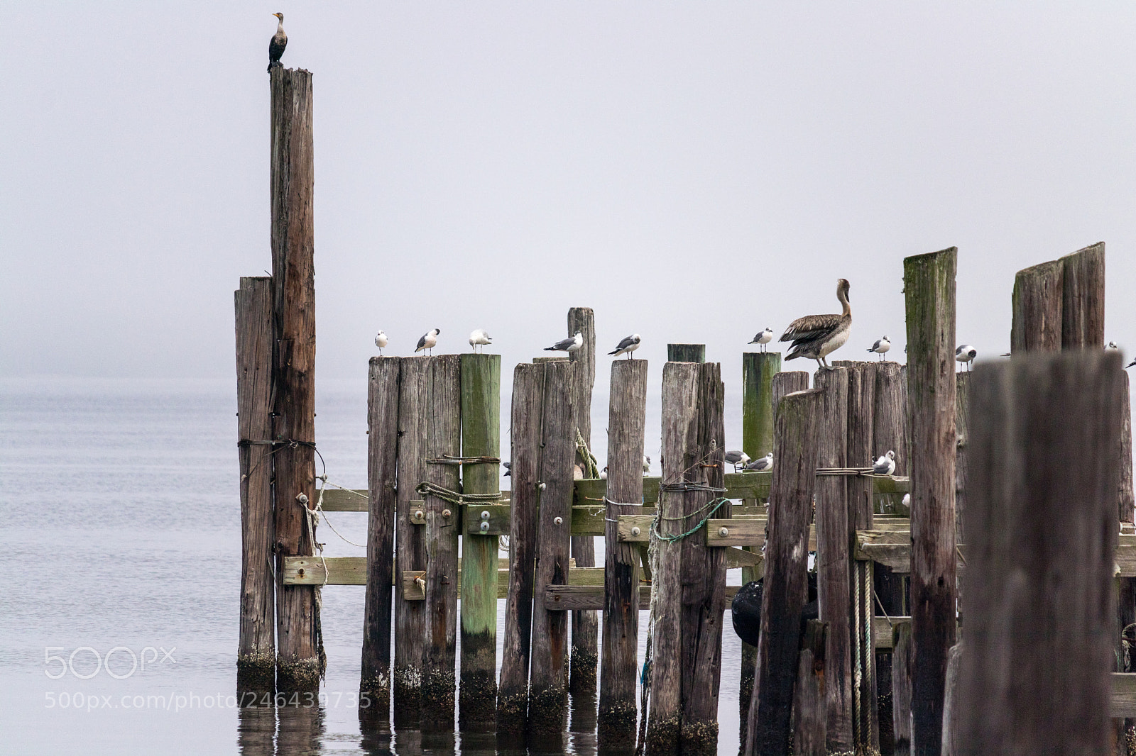 Canon EOS 80D sample photo. Birds on the pier photography