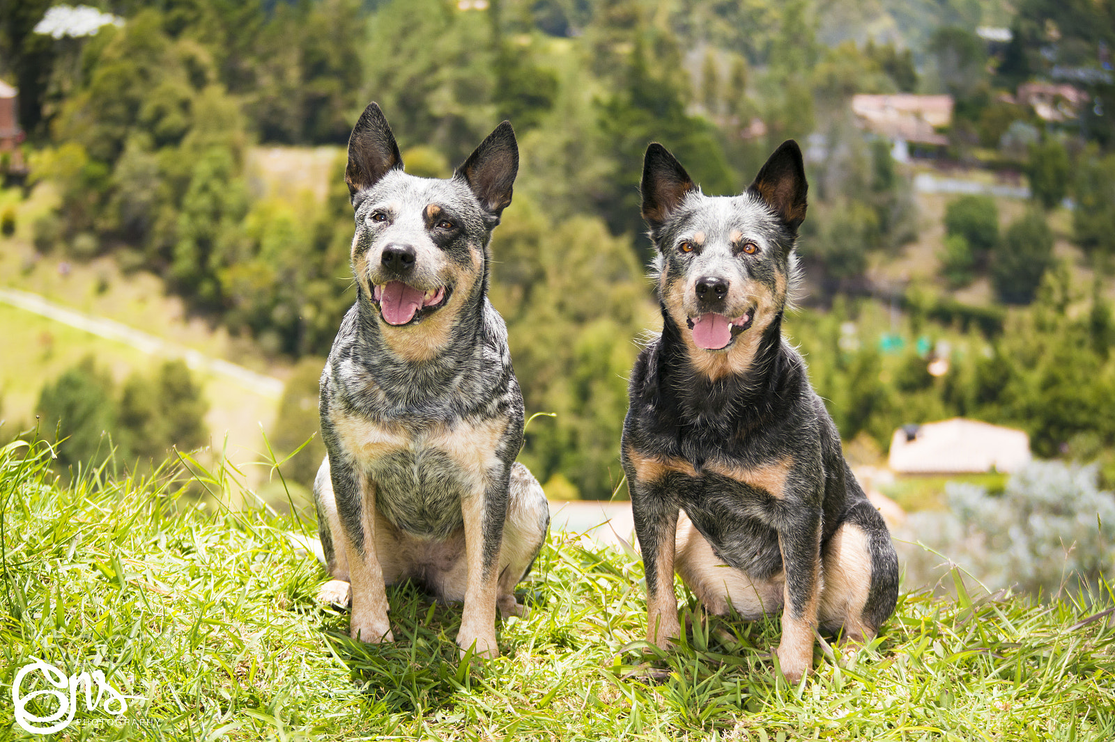 Samsung NX1000 sample photo. Dogs sessions australian cattle photography