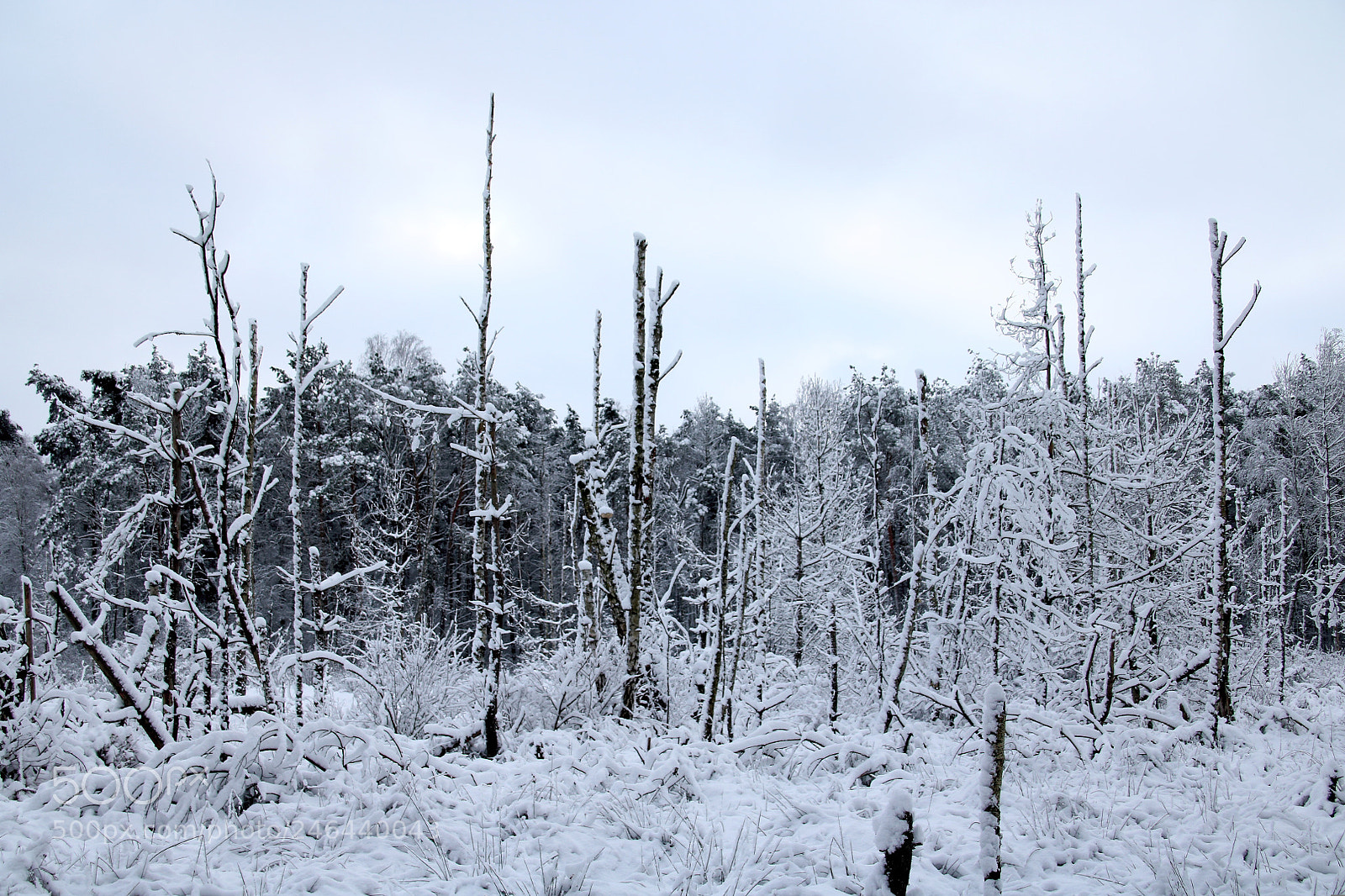 Canon EOS 760D (EOS Rebel T6s / EOS 8000D) sample photo. Winter forest 2 photography