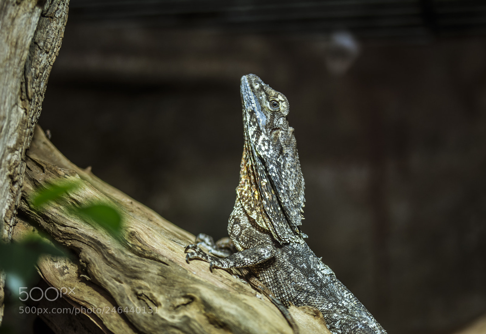 Nikon D7100 sample photo. Reptile - photography