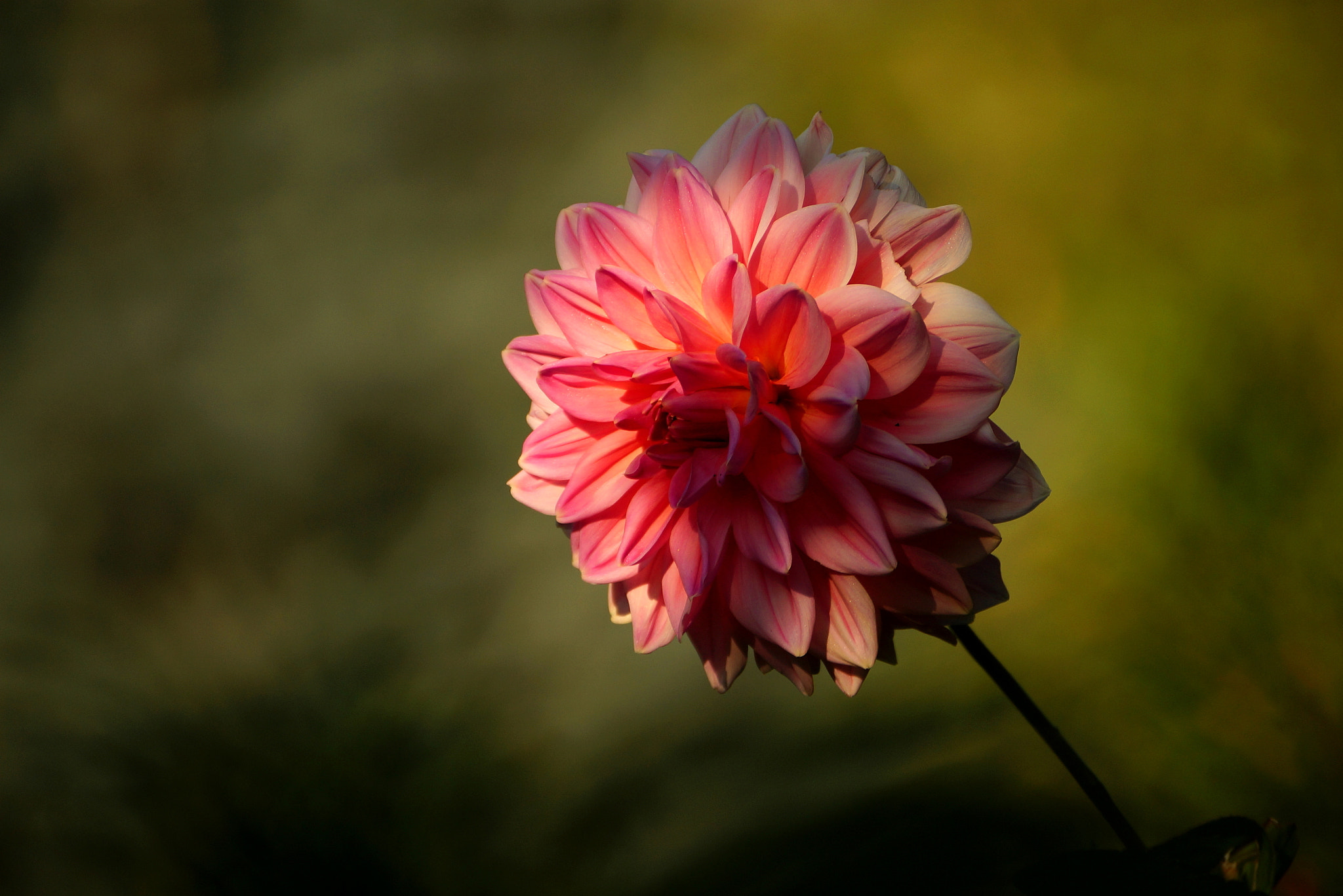 Sony DT 55-300mm F4.5-5.6 SAM sample photo. Dahlia in my garden - october photography