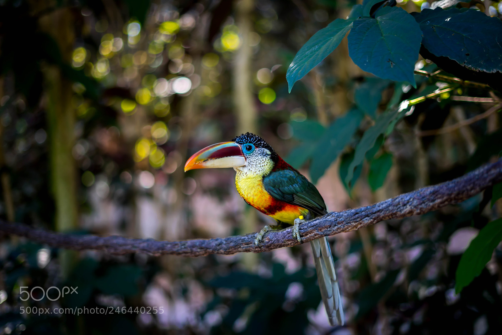 Sony a7 sample photo. Bird photography