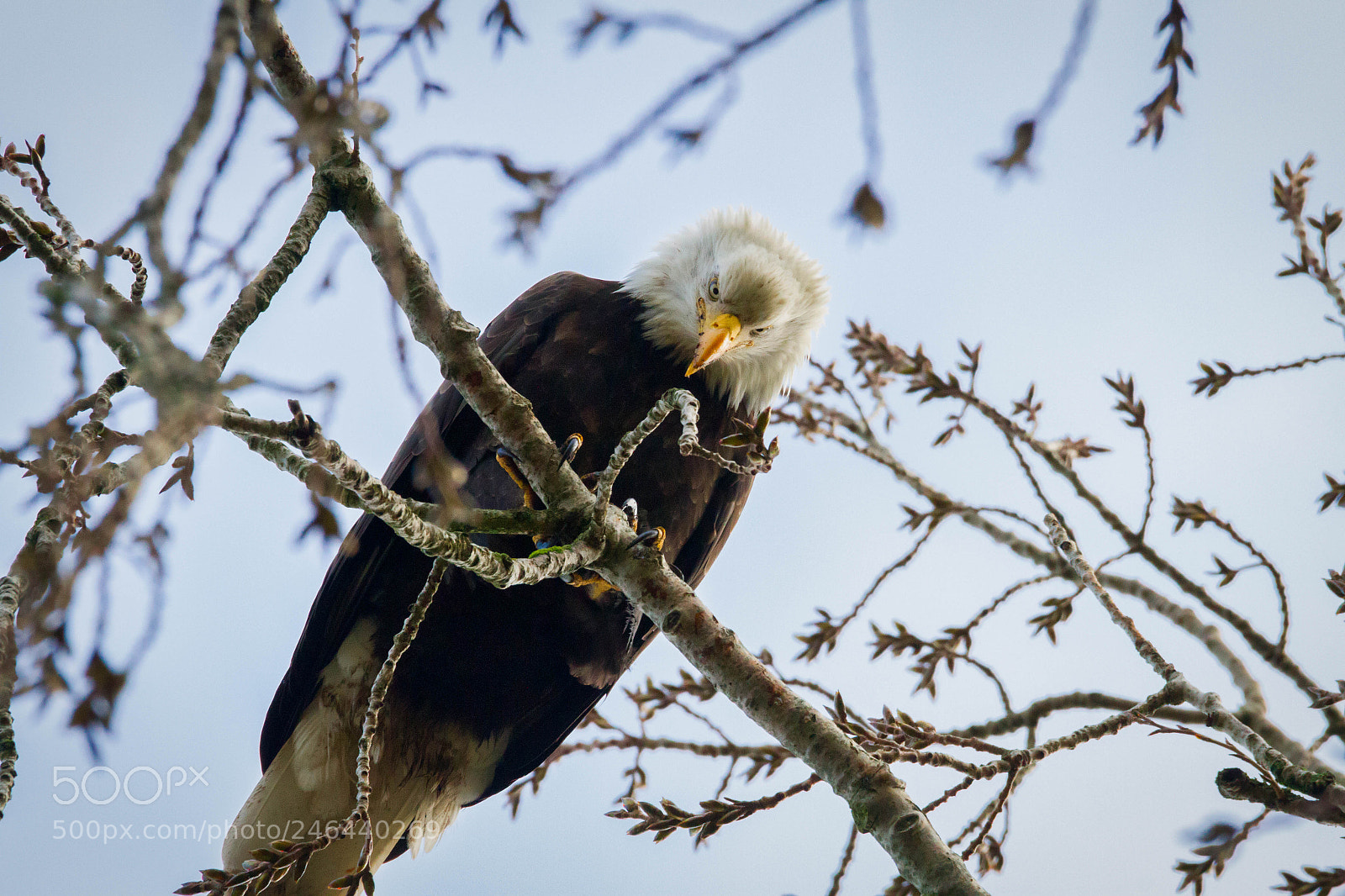 Canon EOS 7D sample photo. Watching you! photography