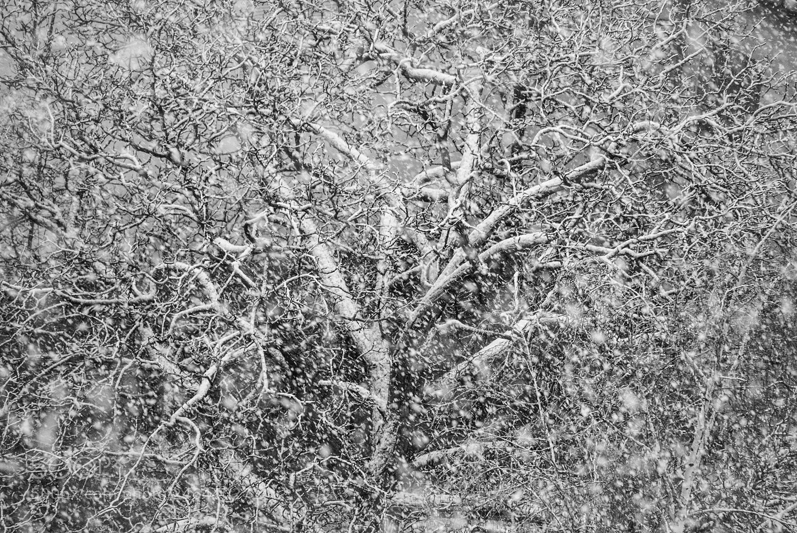 Nikon D3000 sample photo. Snow photography