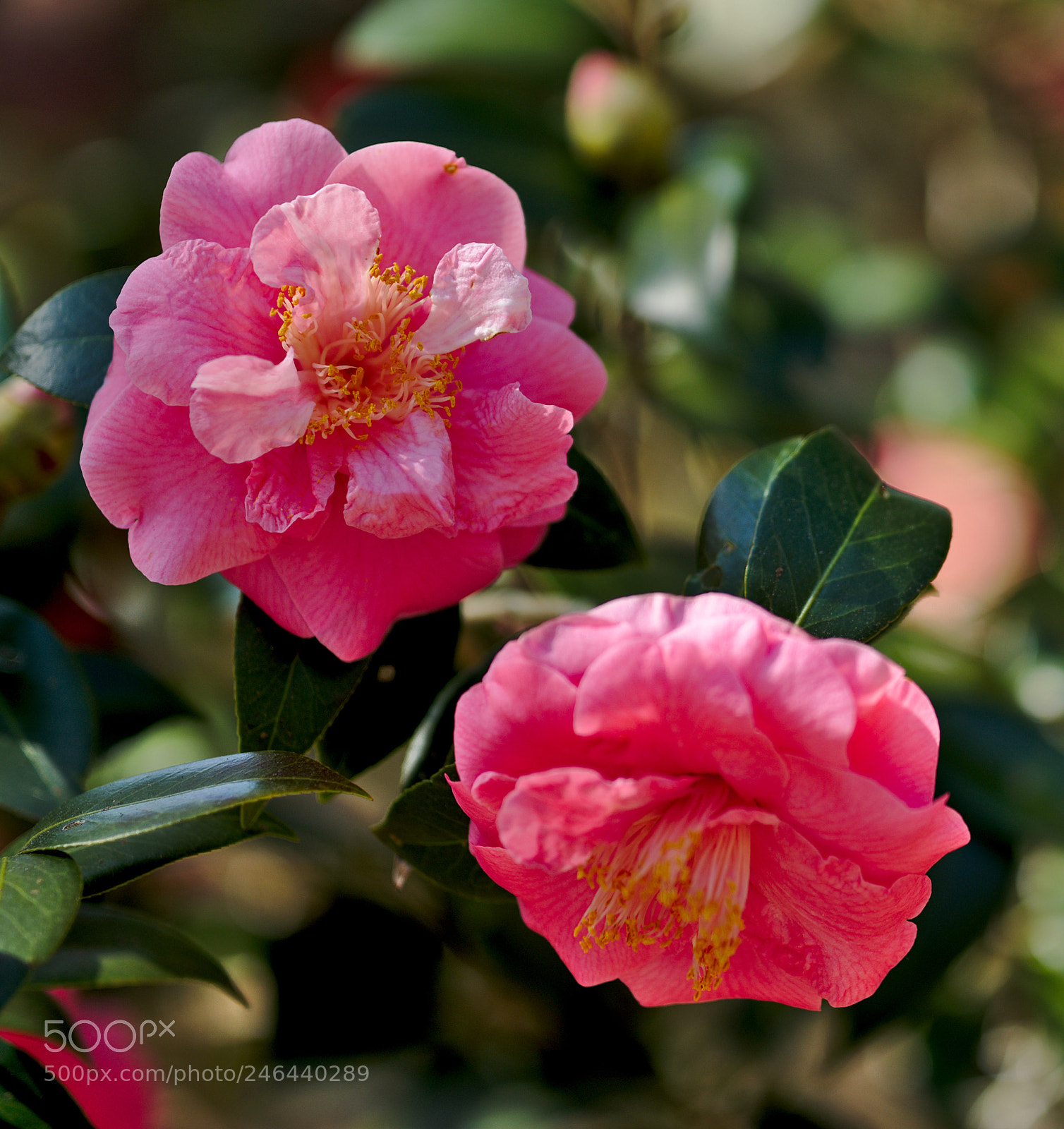 Nikon D810 sample photo. Two pink camellias photography