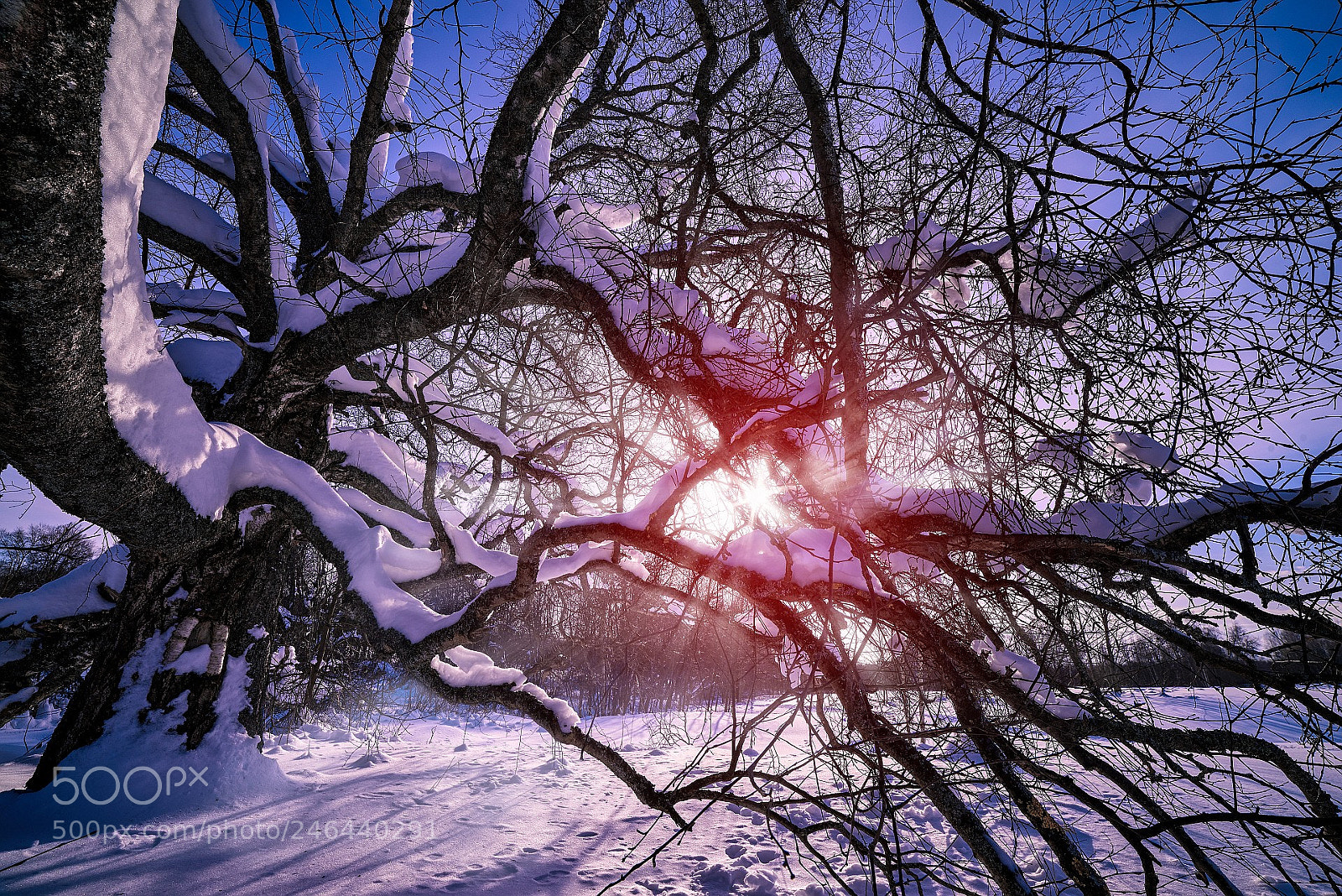 Pentax K-1 sample photo. Winter sun photography