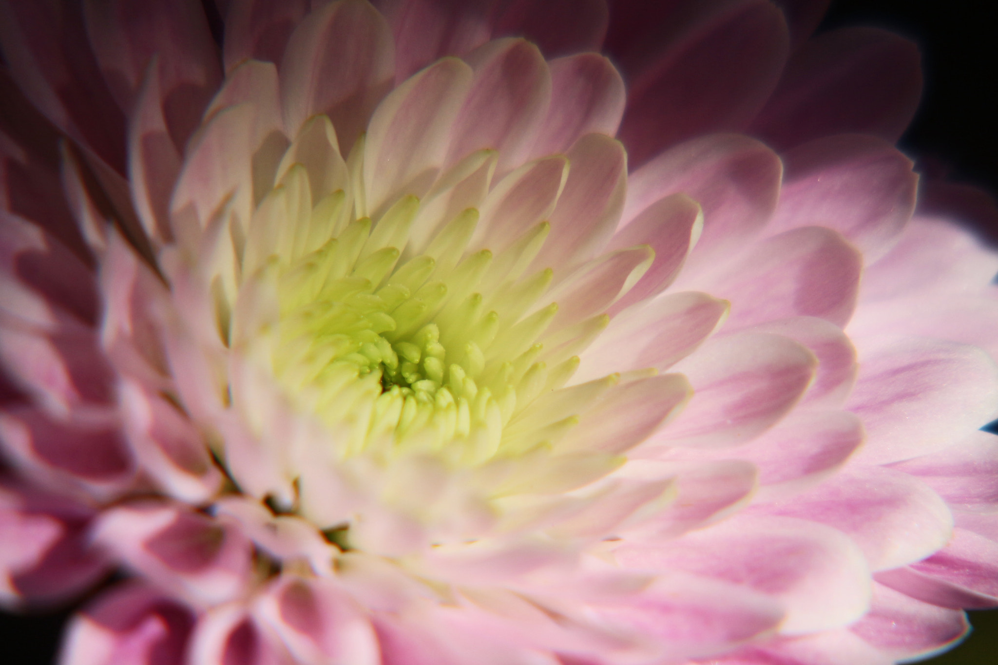 Canon EOS 700D (EOS Rebel T5i / EOS Kiss X7i) sample photo. All petals photography
