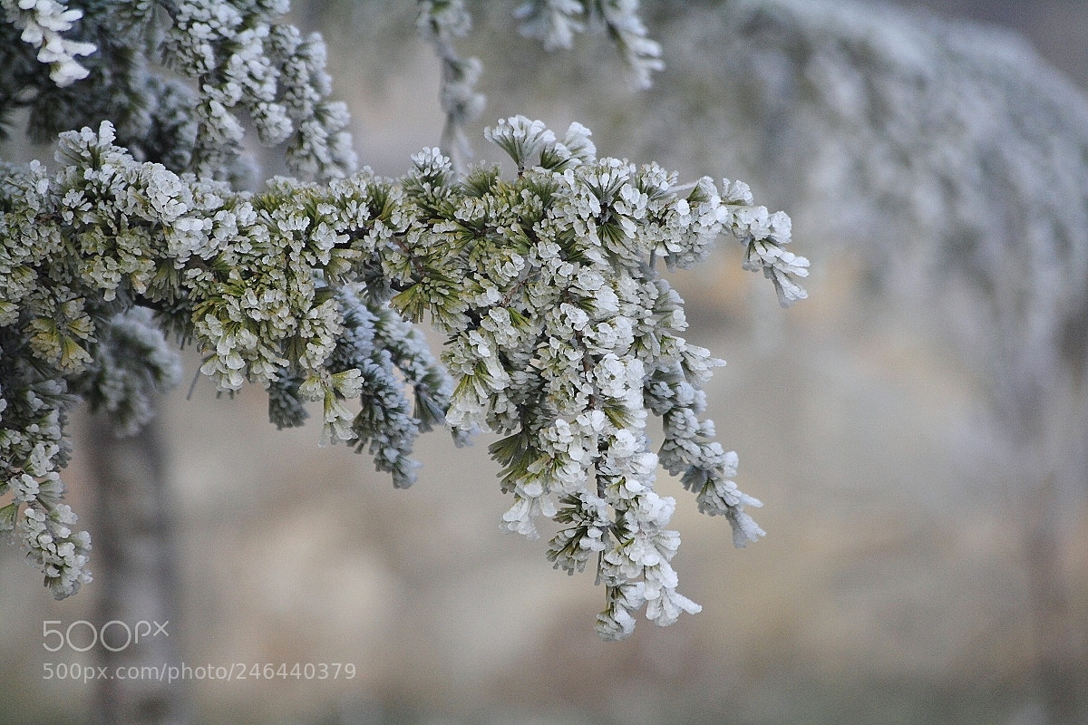 Canon EOS 1000D (EOS Digital Rebel XS / EOS Kiss F) sample photo. Ice state of the photography