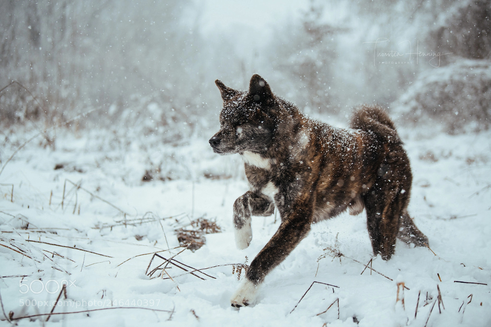 Nikon D850 sample photo. Wintertime photography