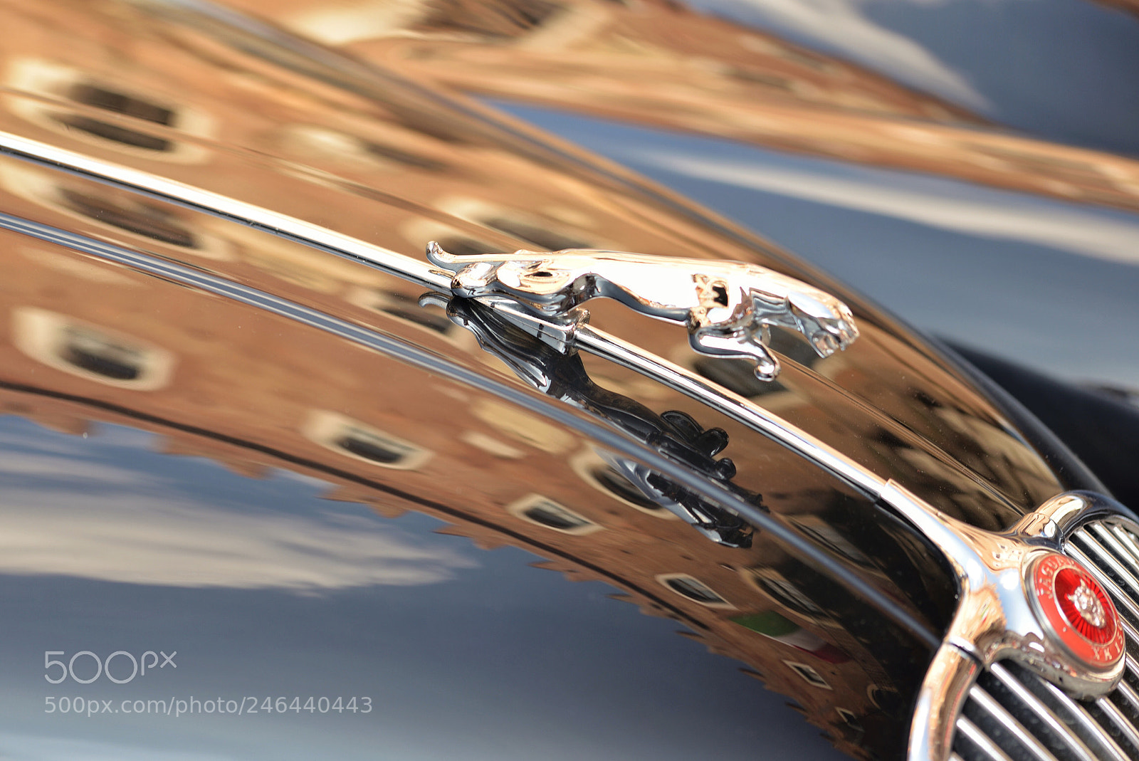 Nikon D610 sample photo. Untitled photography