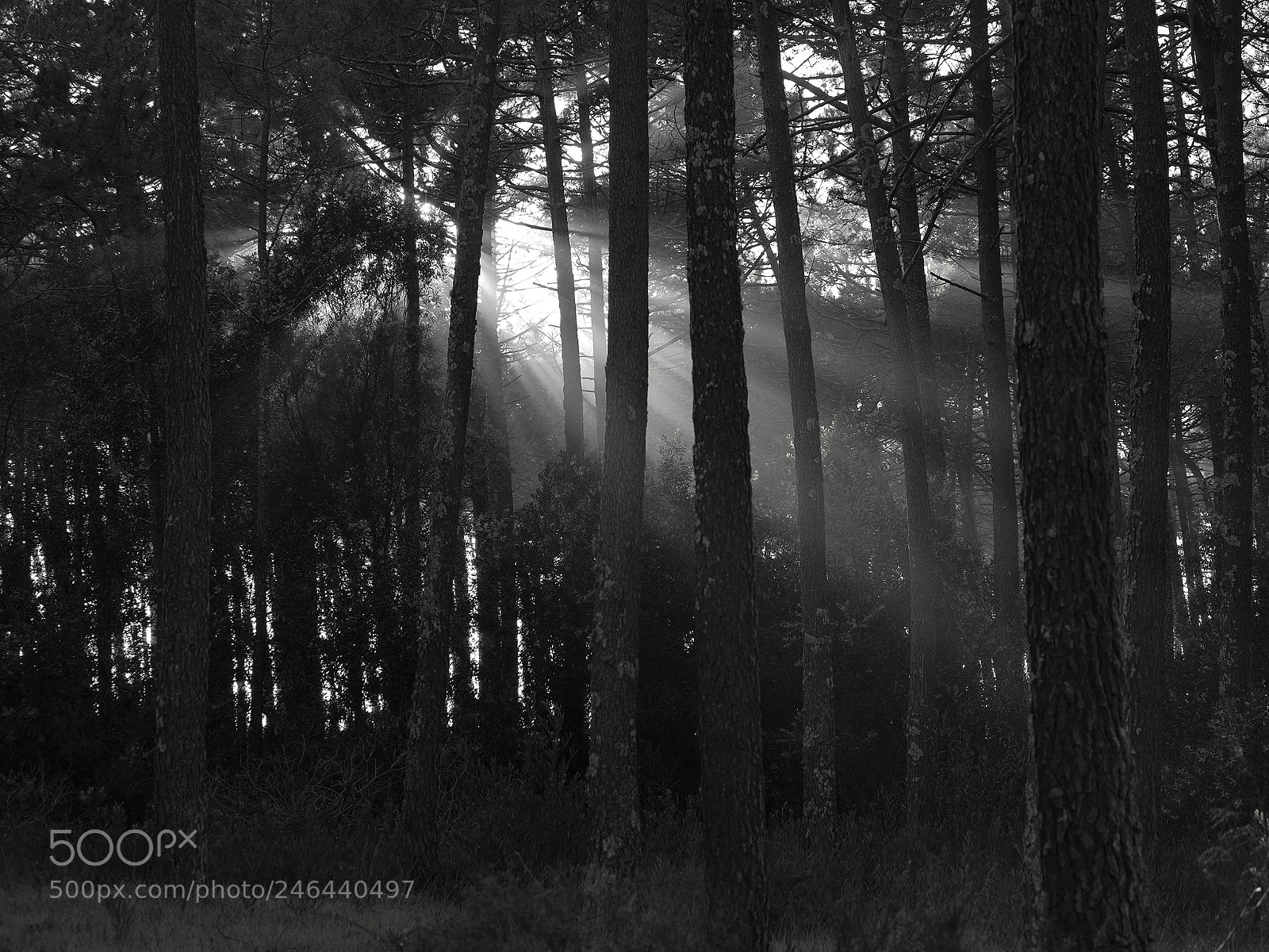 Fujifilm X-T2 sample photo. Sun trees set photography