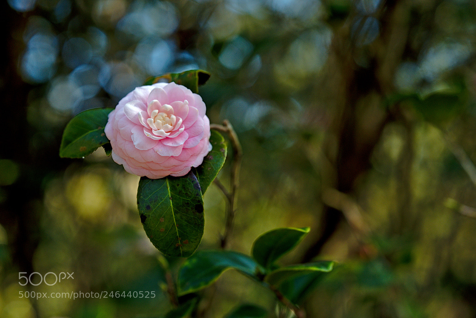 Nikon D810 sample photo. A bright pink camellia photography