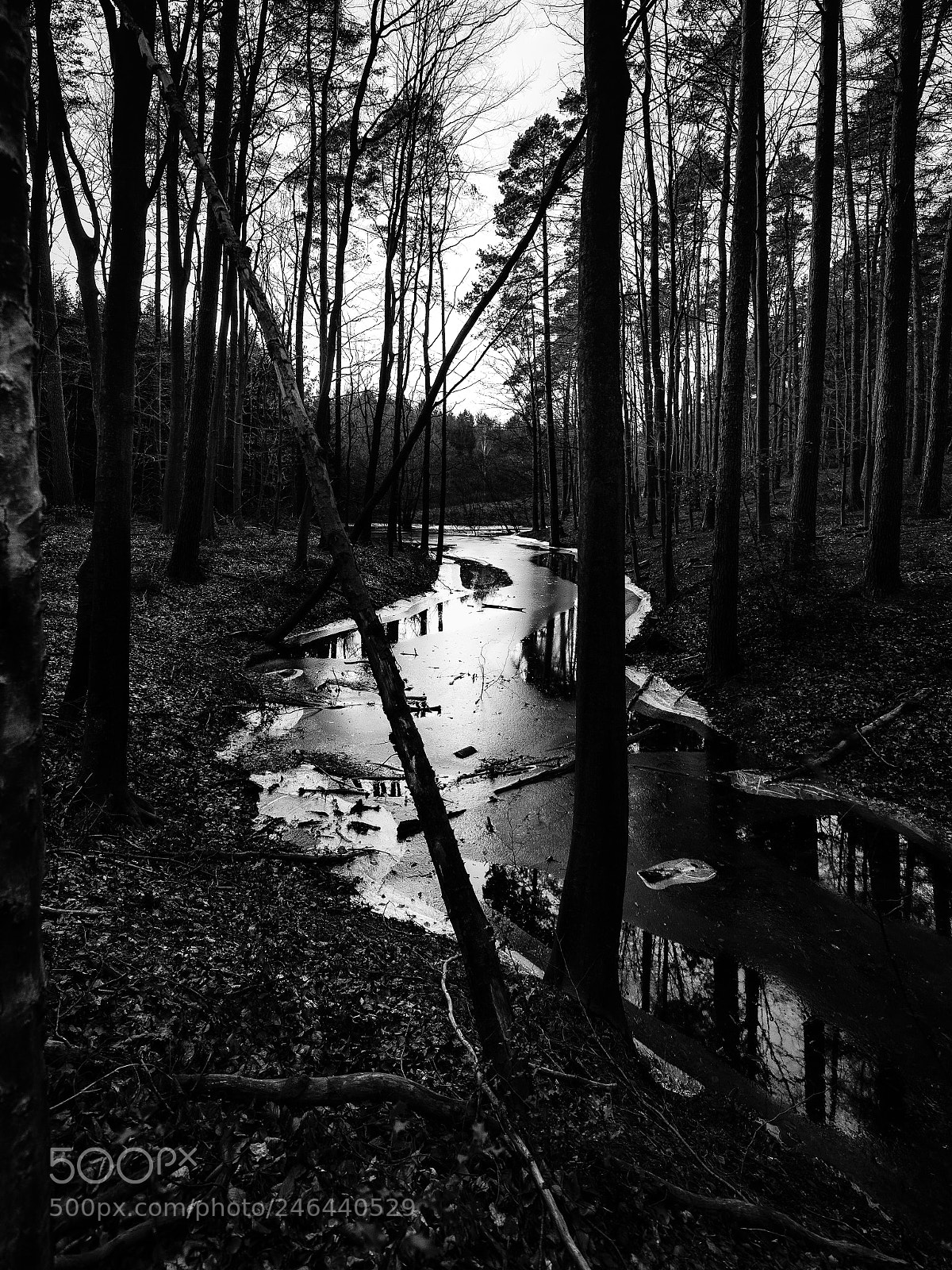 Nikon D810 sample photo. Frozen creek in the photography