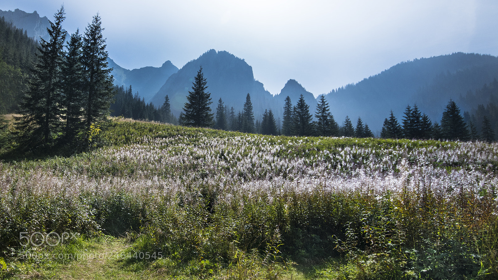Nikon D500 sample photo. Tatra mountains photography