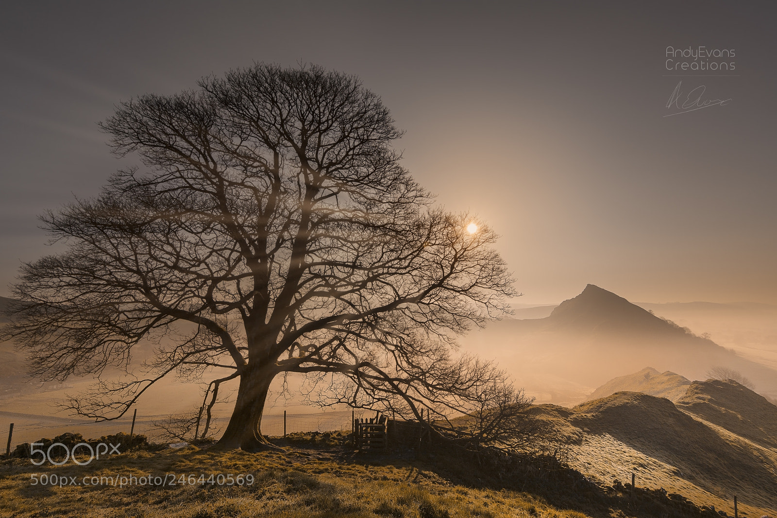 Nikon D7100 sample photo. Chrome hill tree photography