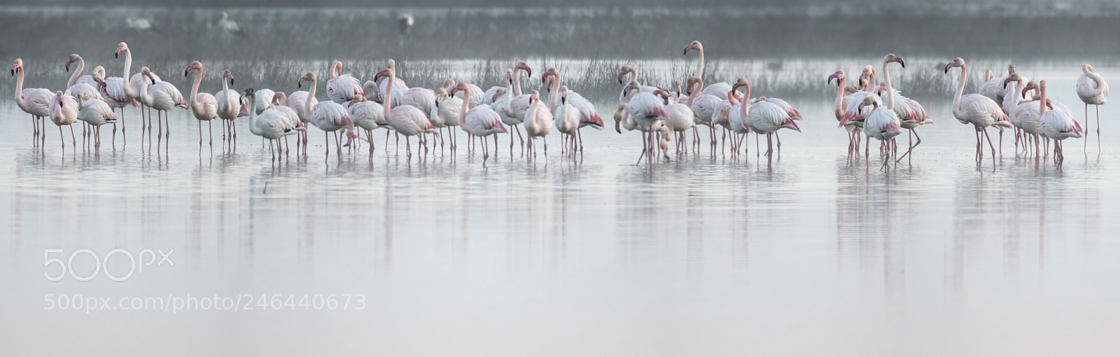 Canon EOS 7D Mark II sample photo. Flamencos en la niebla photography