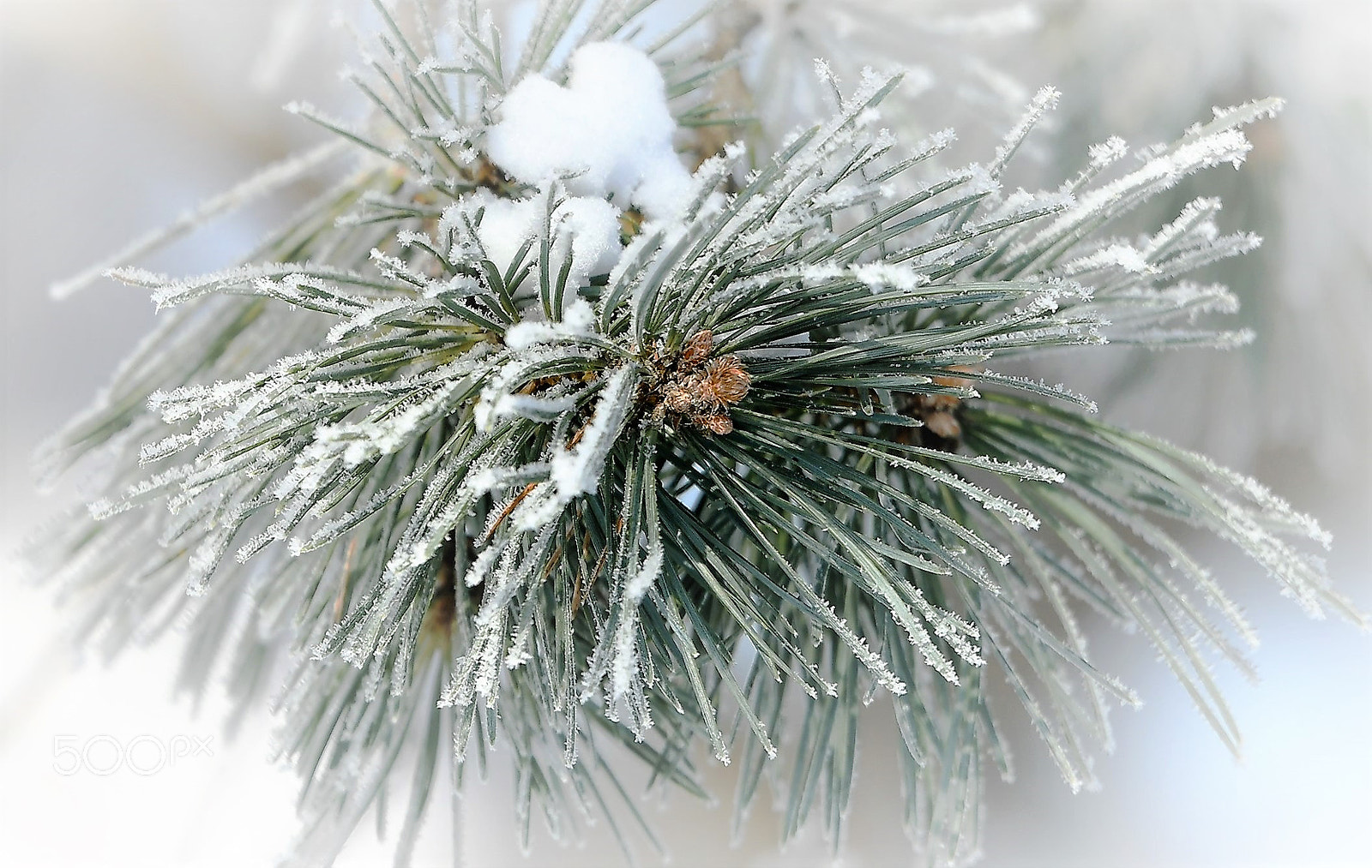 Nikon D500 + Tamron SP 70-200mm F2.8 Di VC USD sample photo. Winter in bloom!?! photography