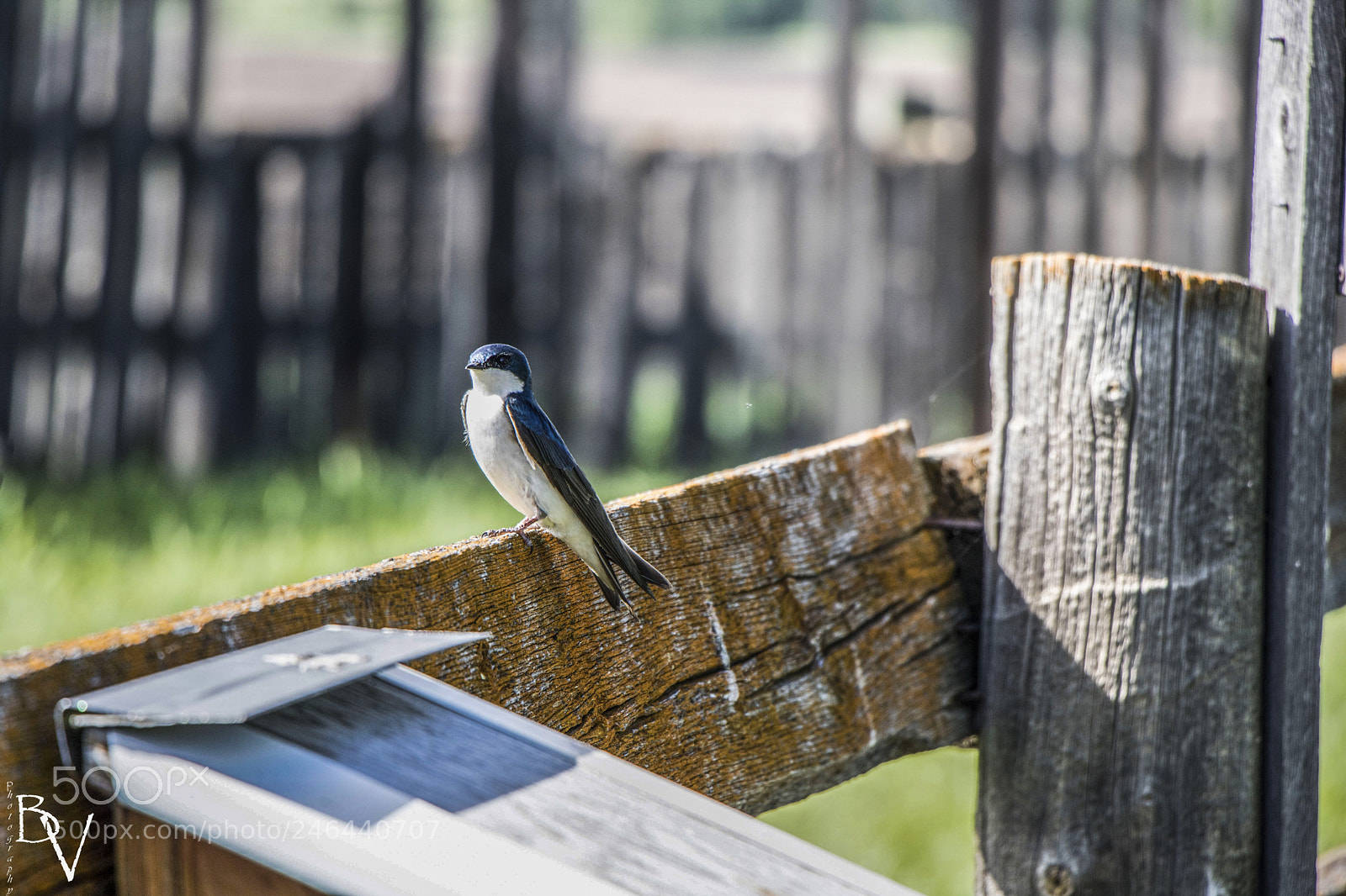 Canon EOS 760D (EOS Rebel T6s / EOS 8000D) sample photo. Tree swallow photography