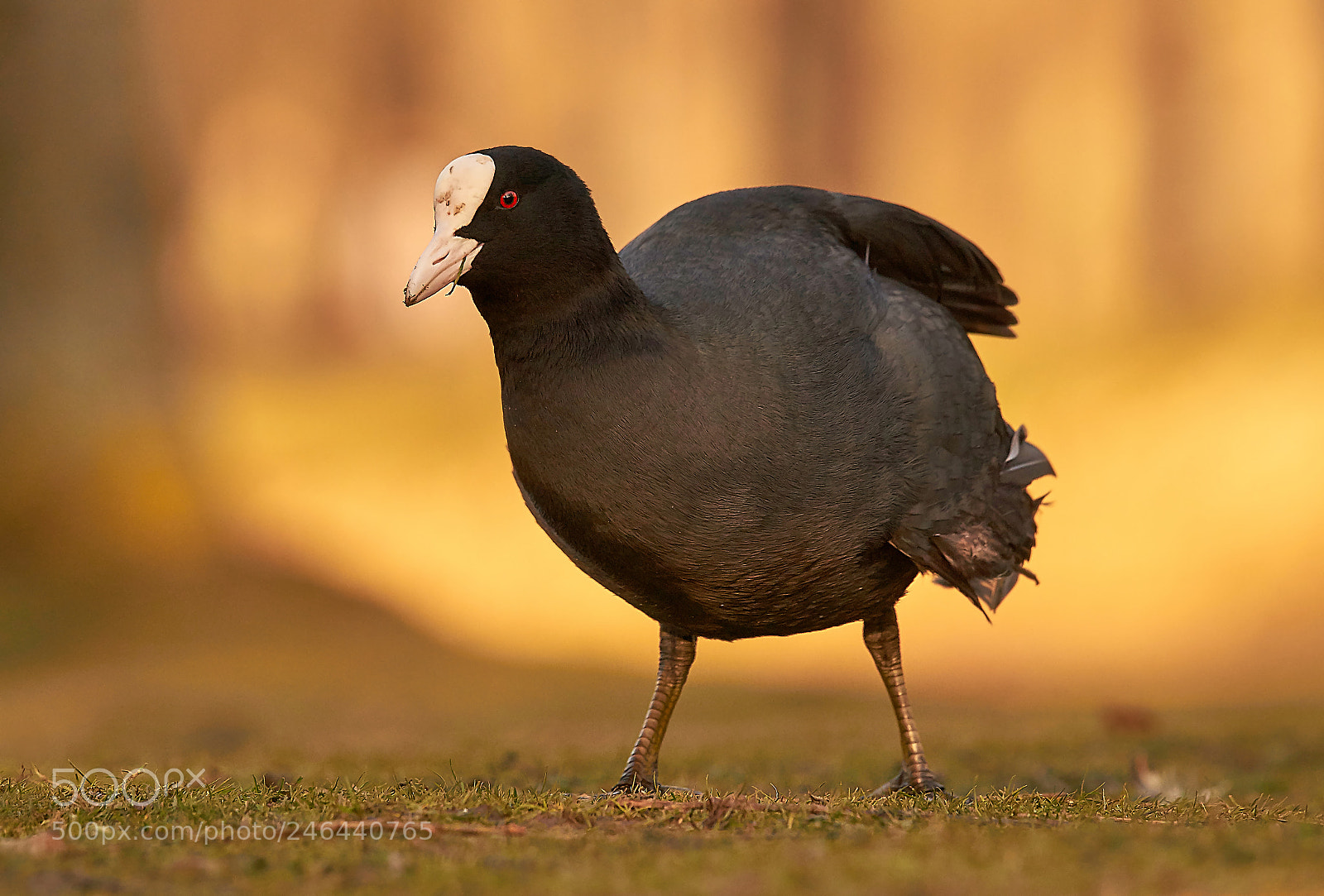 Sony SLT-A58 sample photo. Eurasian coot photography
