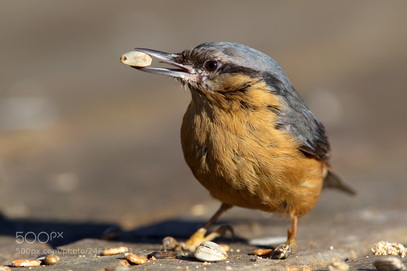 Canon EOS-1D Mark IV sample photo. Eurasian nuthatch (sitta europaea) photography