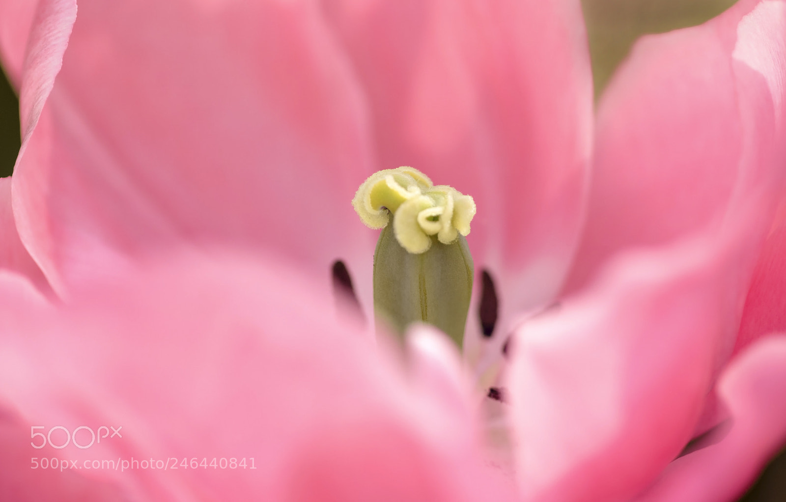 Pentax K-3 II sample photo. Twisted stigma photography