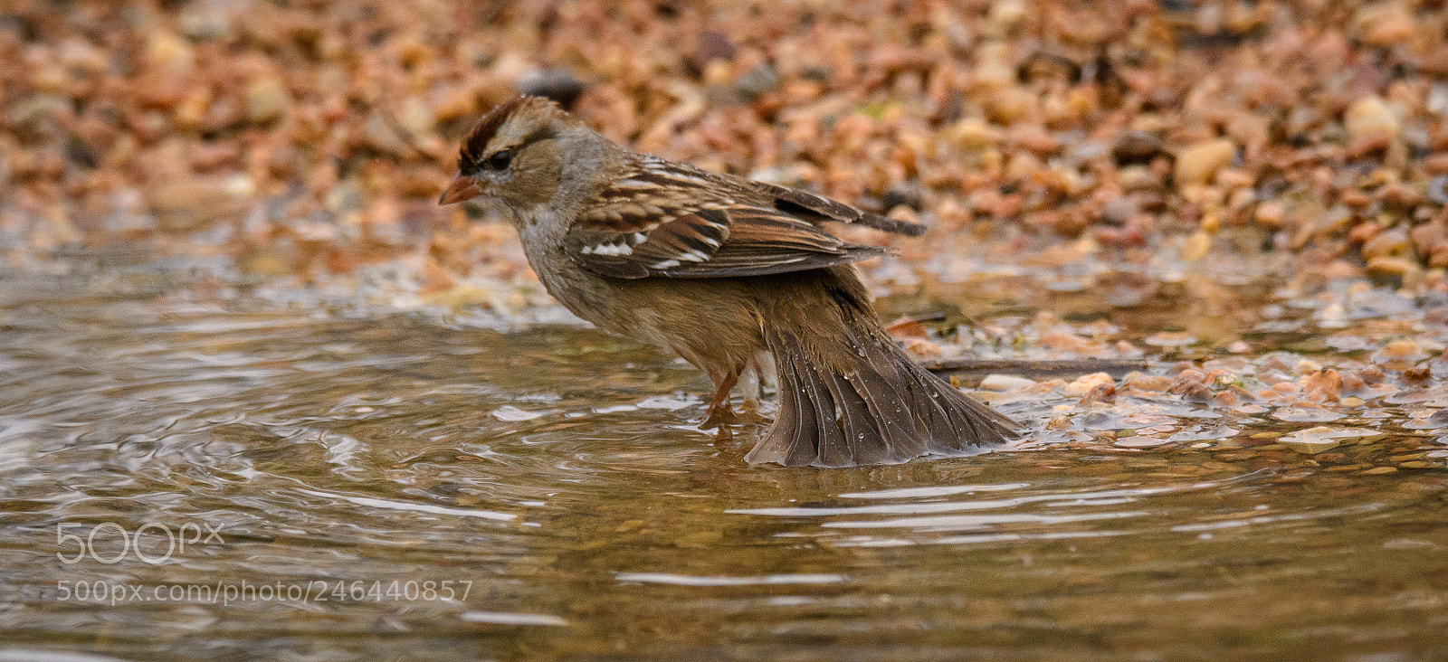 Nikon D500 sample photo. Bird bath photography