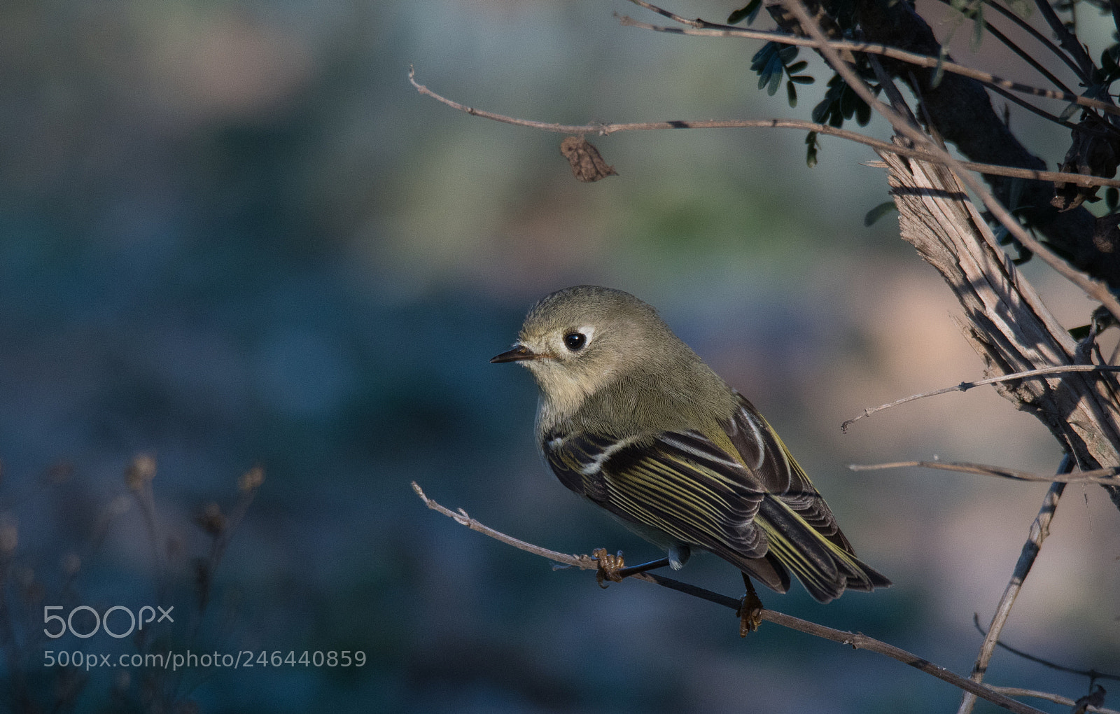 Nikon D500 sample photo. Ruby crowned kinglet photography
