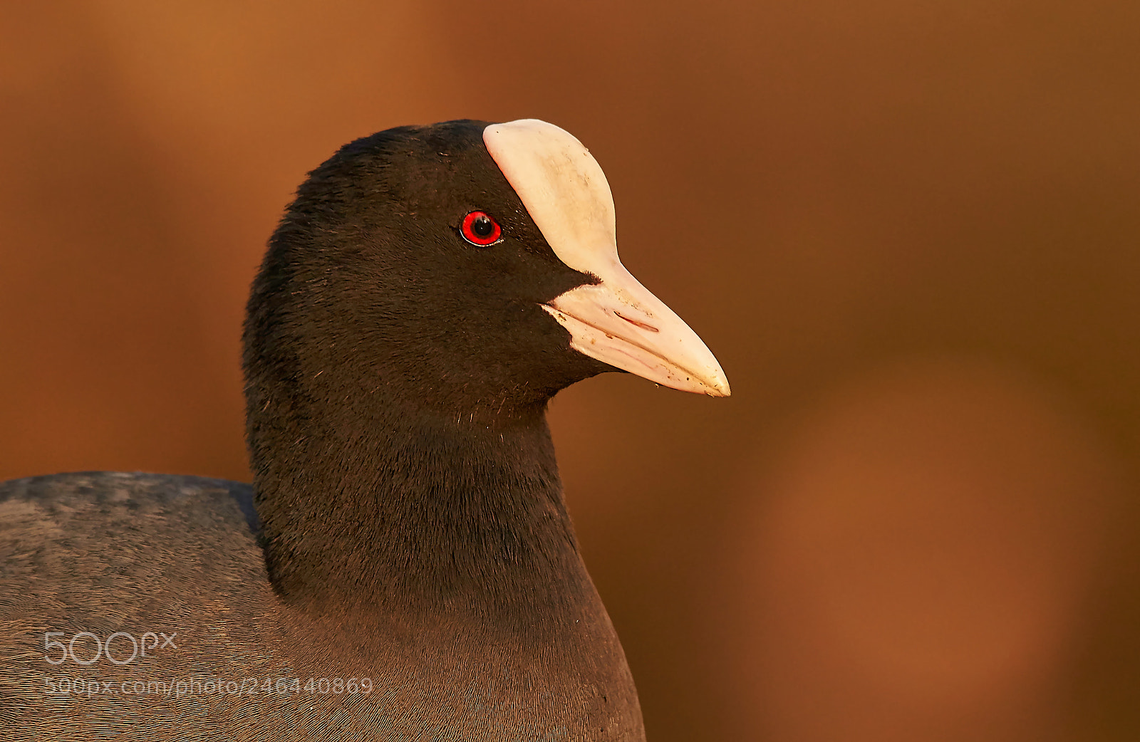 Sony SLT-A58 sample photo. Eurasian coot portrait photography