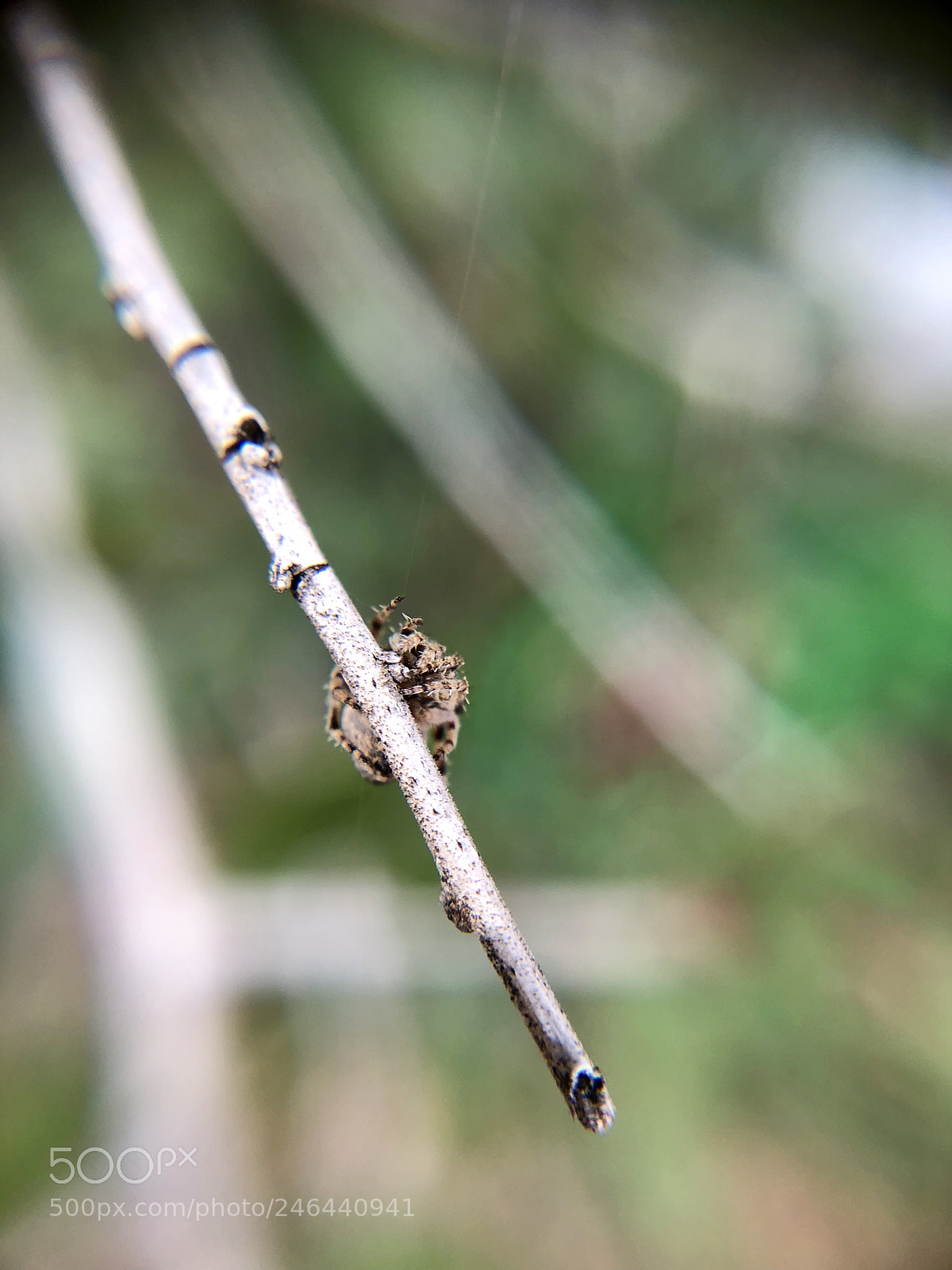 Apple iPhone X sample photo. Barely photography