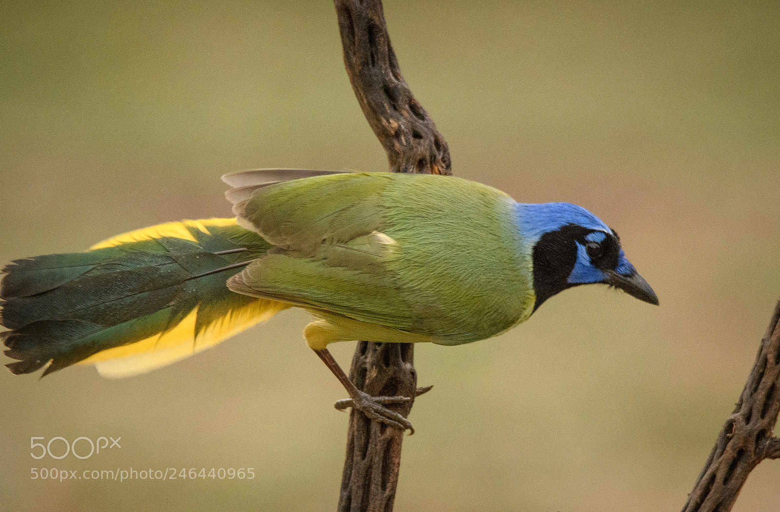 Nikon D500 sample photo. Greenjay photography