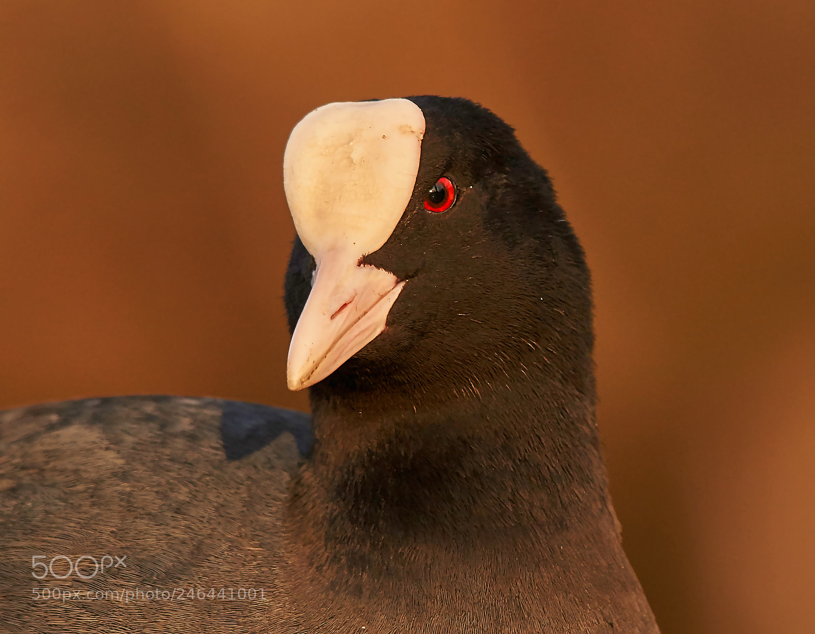 Sony SLT-A58 sample photo. Eurasian coot portrait photography