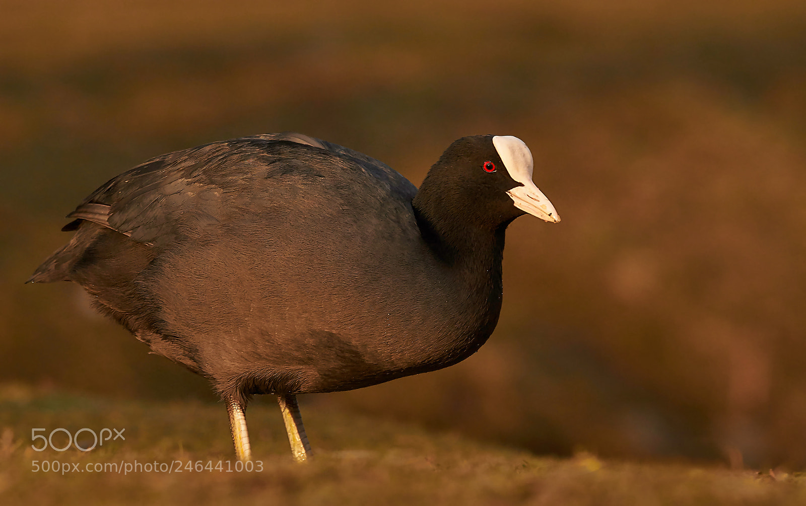 Sony SLT-A58 sample photo. Eurasian coot photography