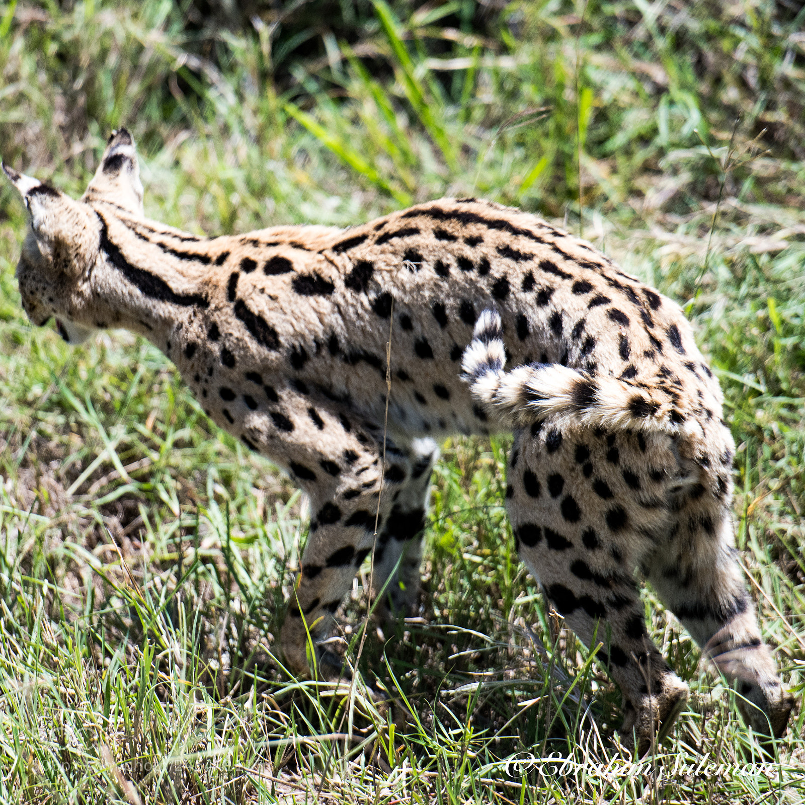 Nikon D850 sample photo. Puma photography