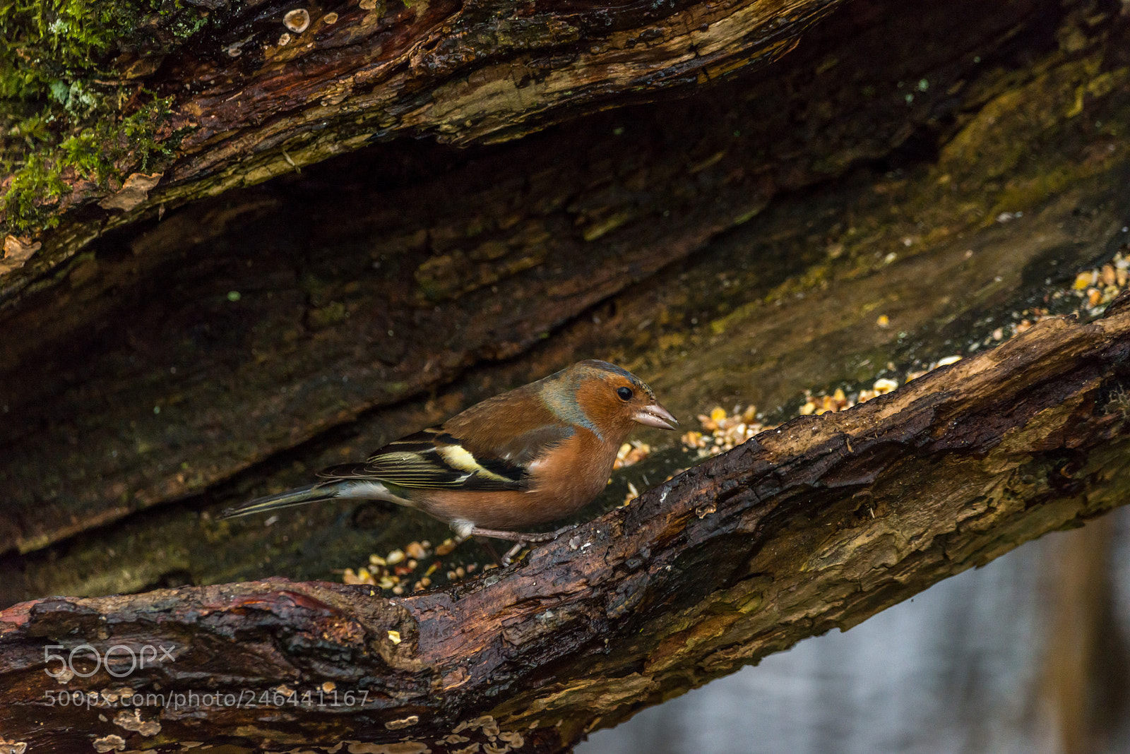 Nikon D800 sample photo. Chaffinch photography