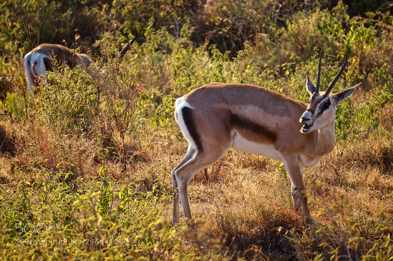 Sony Alpha a5000 (ILCE 5000) sample photo. Gazelle at ngorongoro crater photography