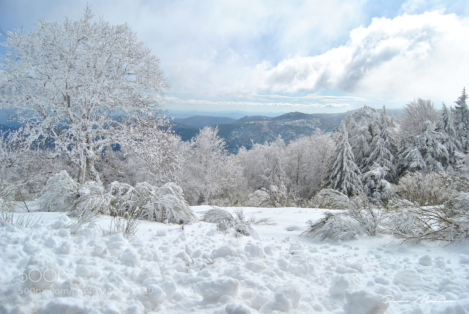 Nikon D3000 sample photo. White photography