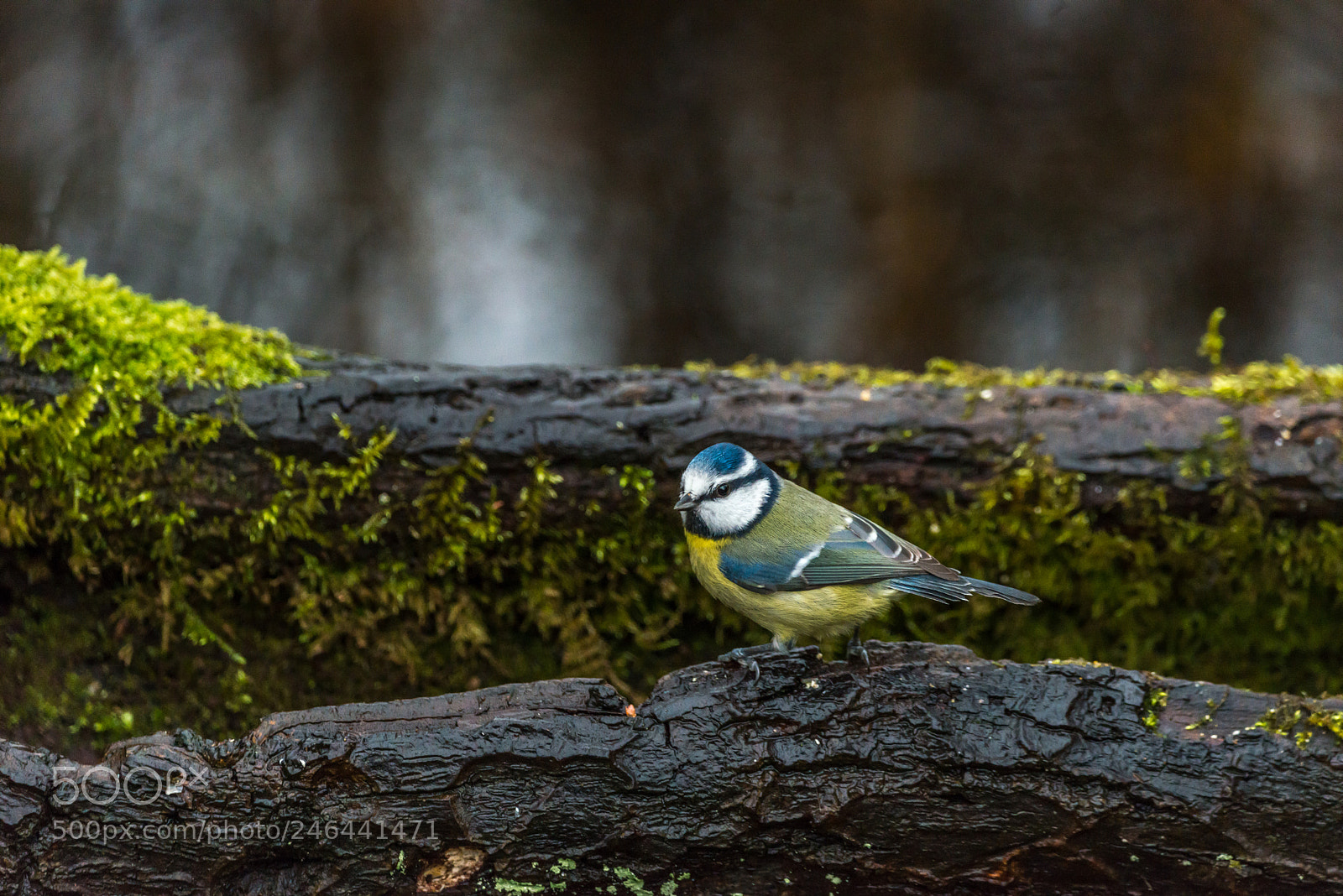 Nikon D800 sample photo. Blue tit photography