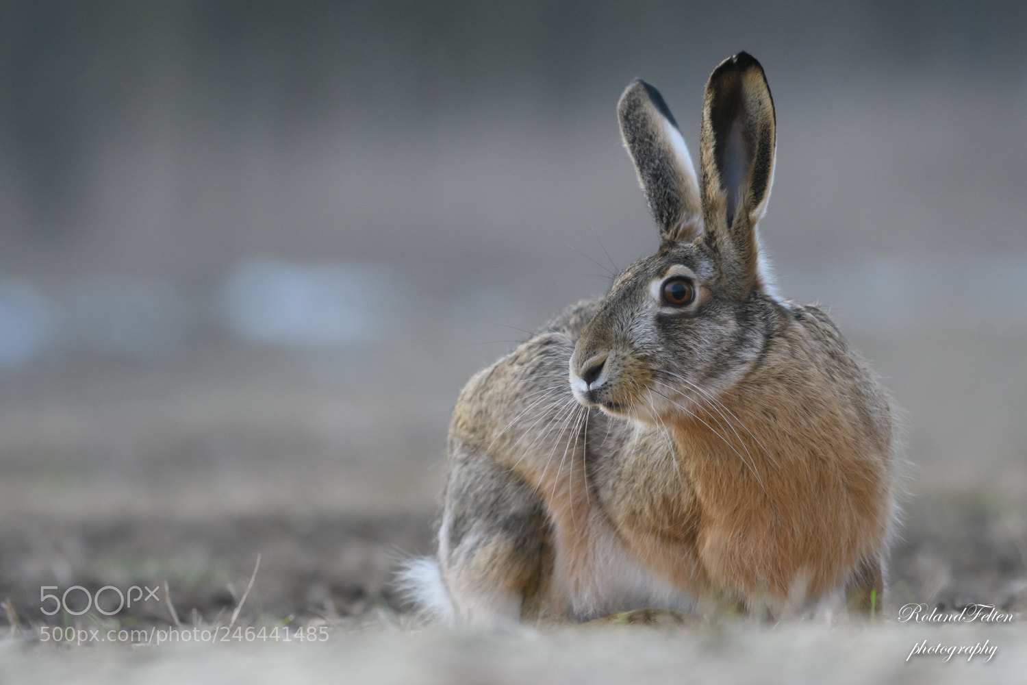 Nikon D500 sample photo. Ears pricked up! photography