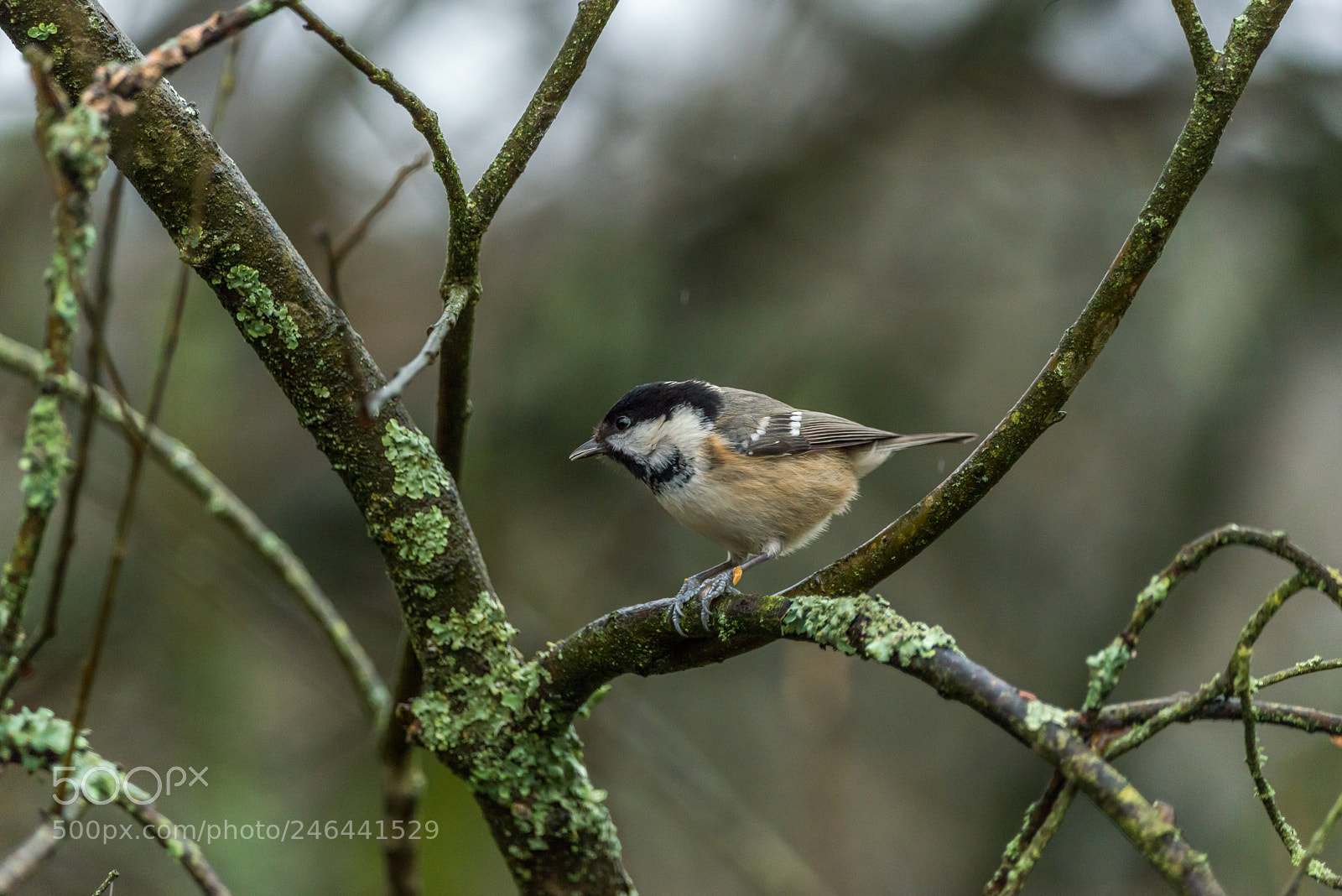 Nikon D800 sample photo. Coal tit photography