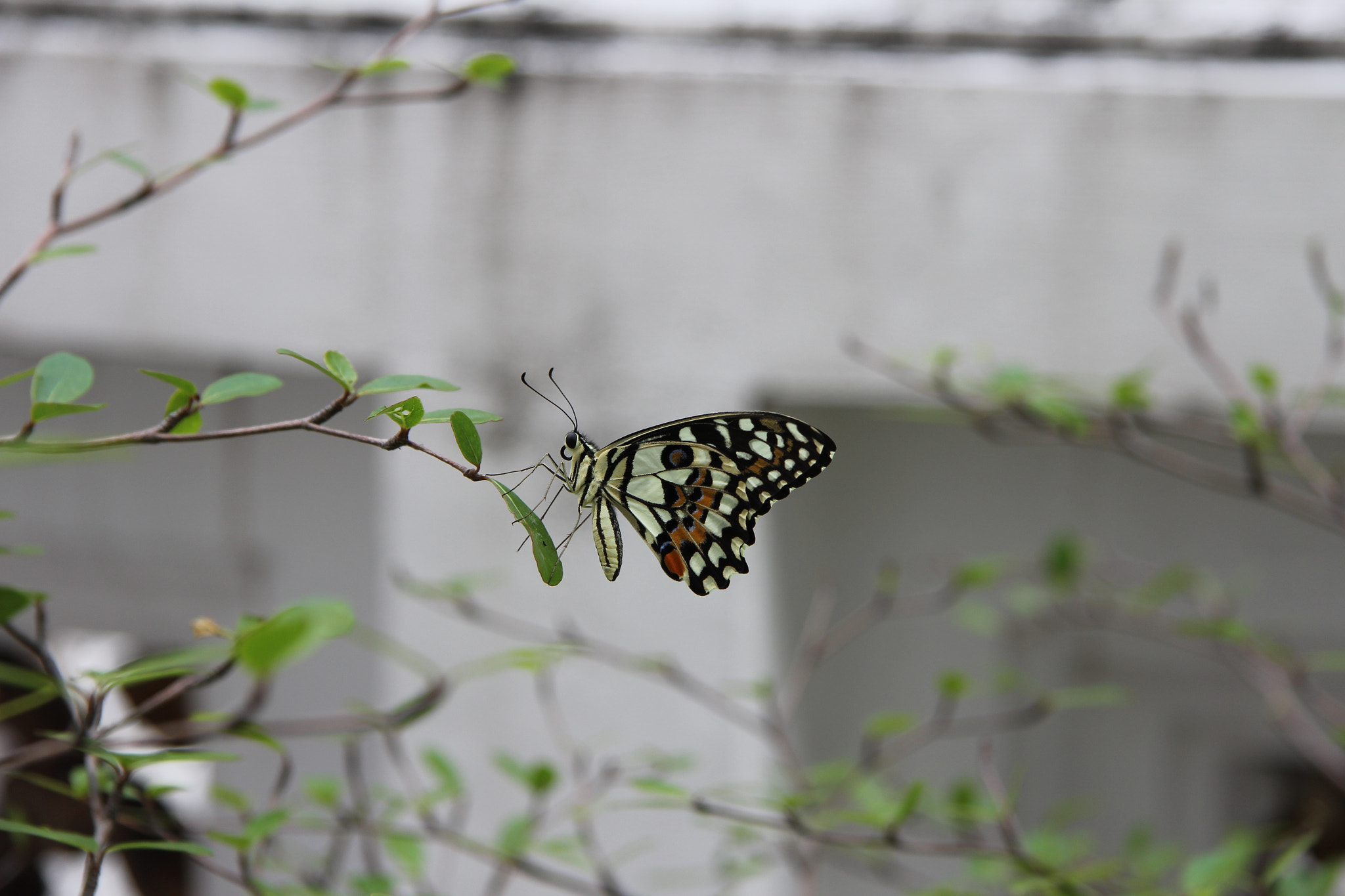 Canon EF-S 17-85mm F4-5.6 IS USM sample photo. My black butterfly photography