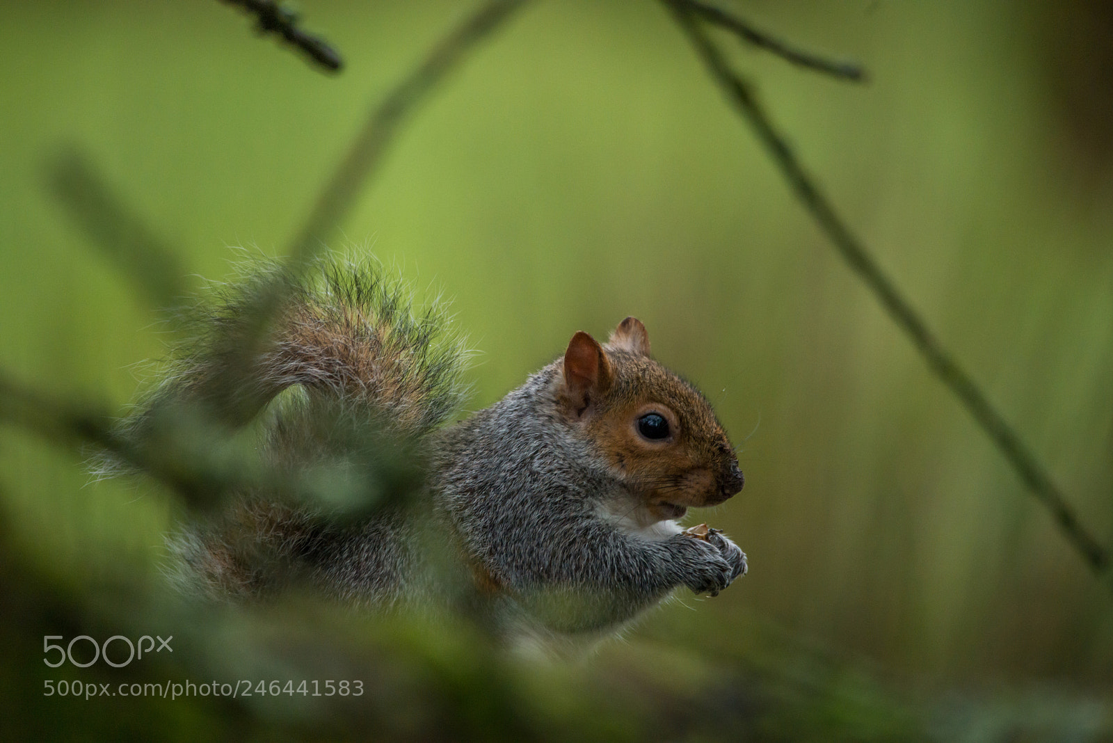 Nikon D800 sample photo. Grey squirrel photography