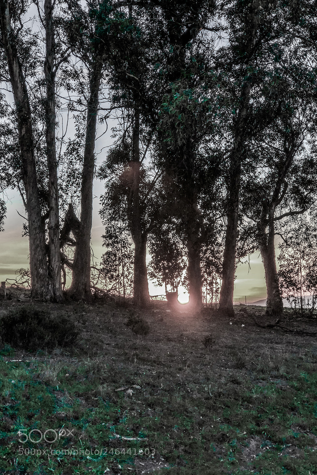 Apple iPhone 8 Plus sample photo. Trees in green photography