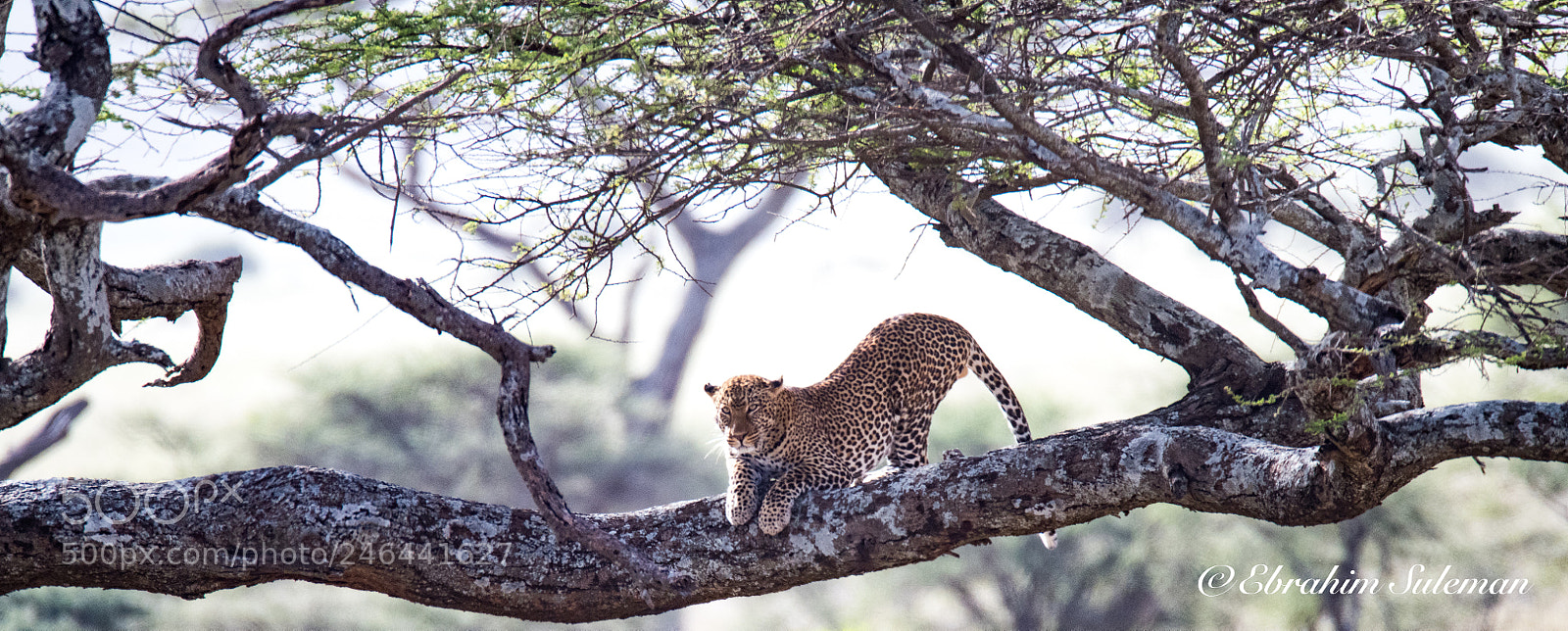 Nikon D850 sample photo. Cheetah photography