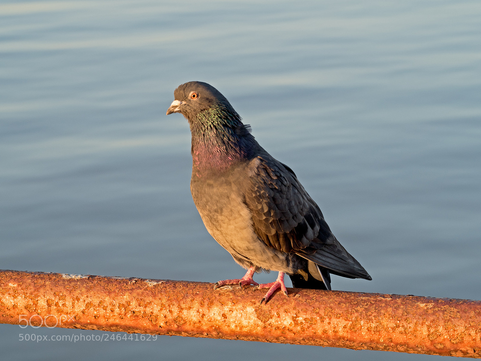 Olympus OM-D E-M5 II sample photo. Rusty the pigeon photography