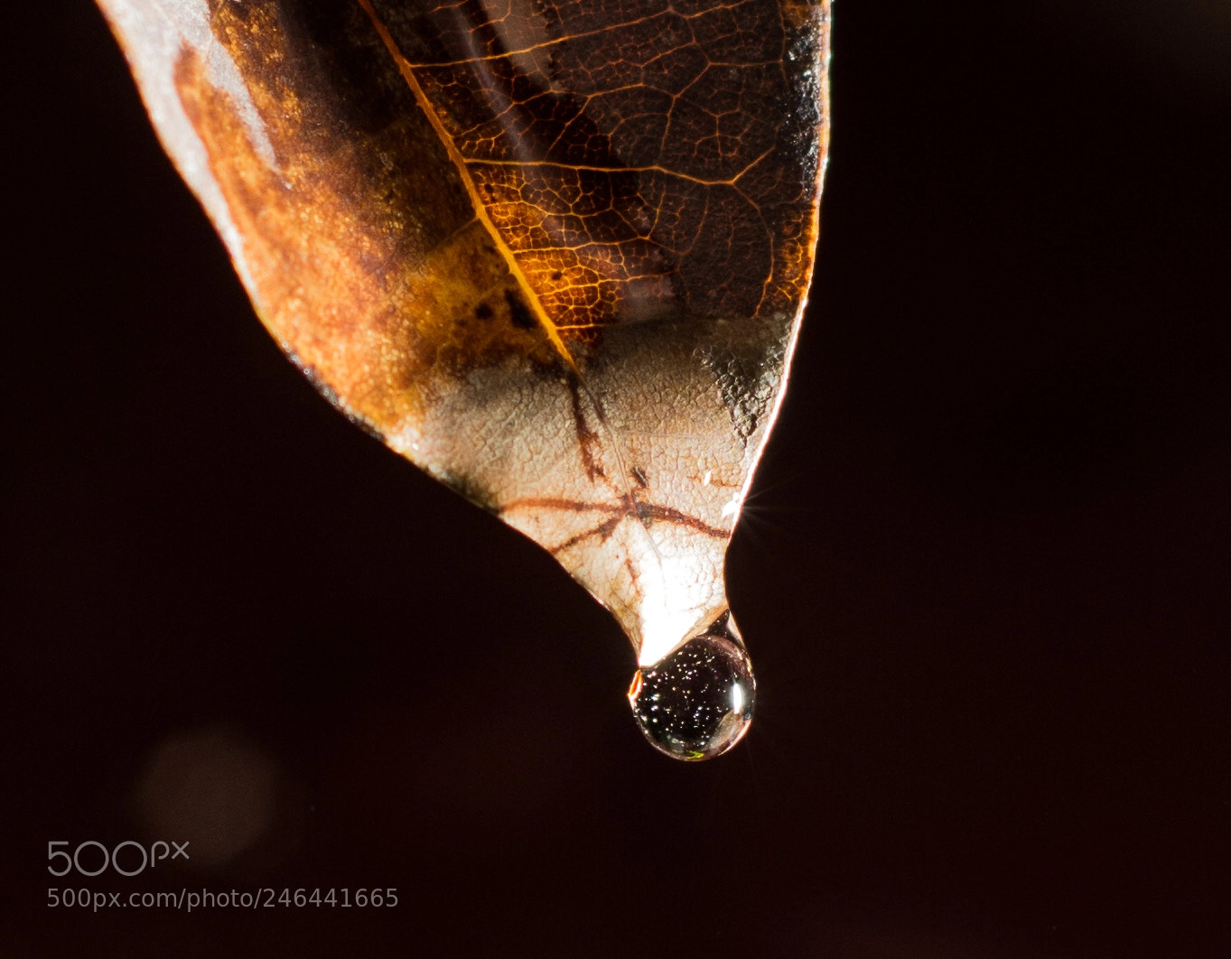 Nikon D7100 sample photo. Drop photography
