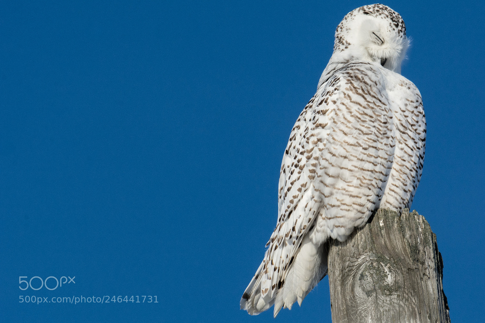 Nikon D7100 sample photo. Sleeping, or preening? photography