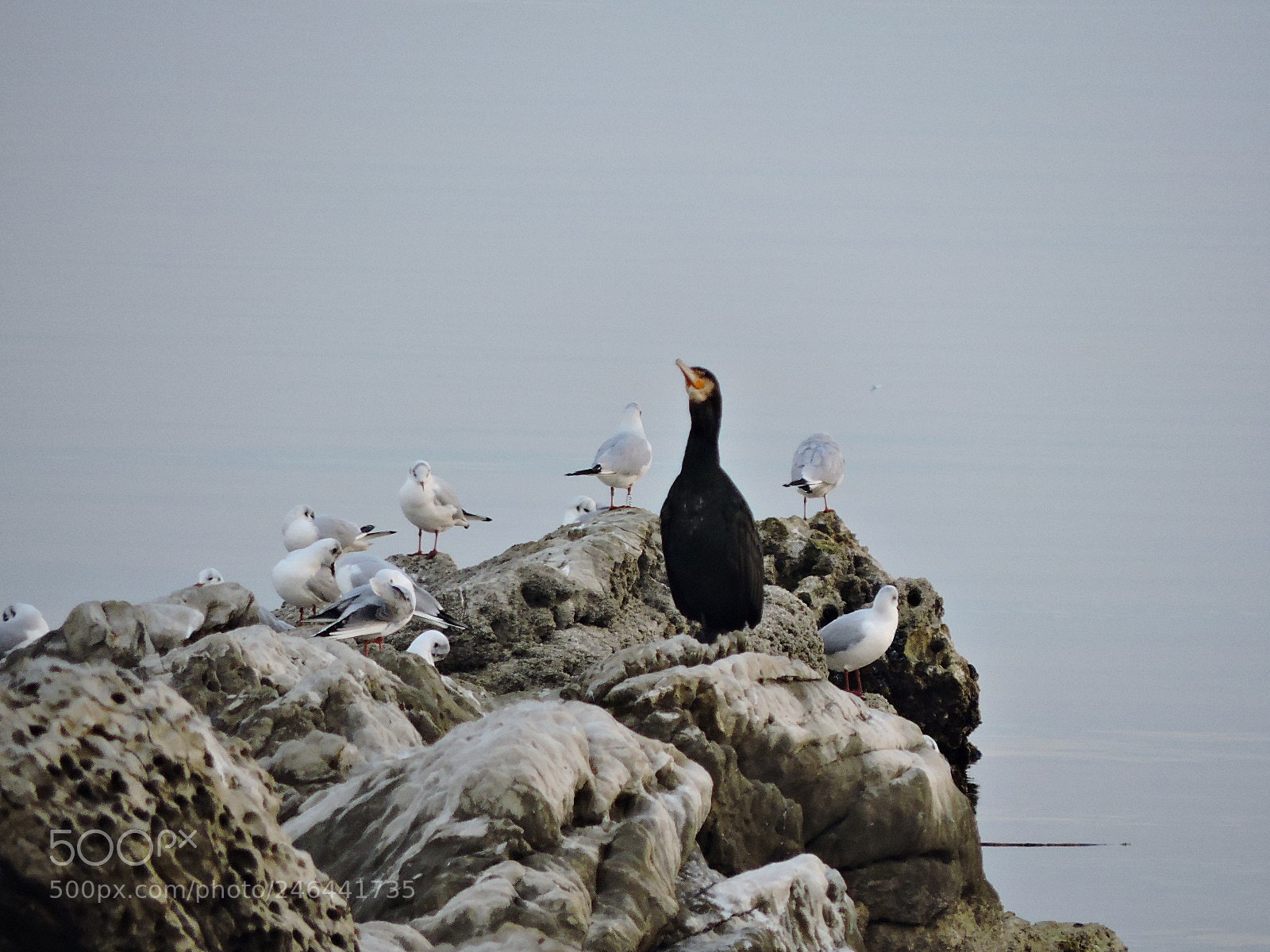 Nikon Coolpix P530 sample photo. Seabirds photography