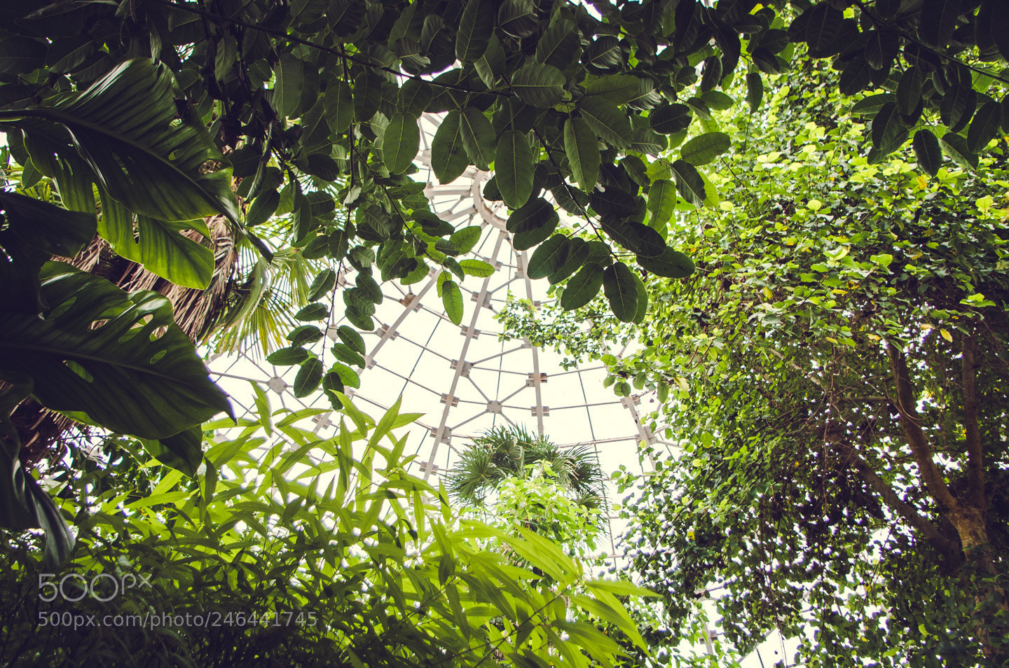 Pentax K-50 sample photo. Garden photography